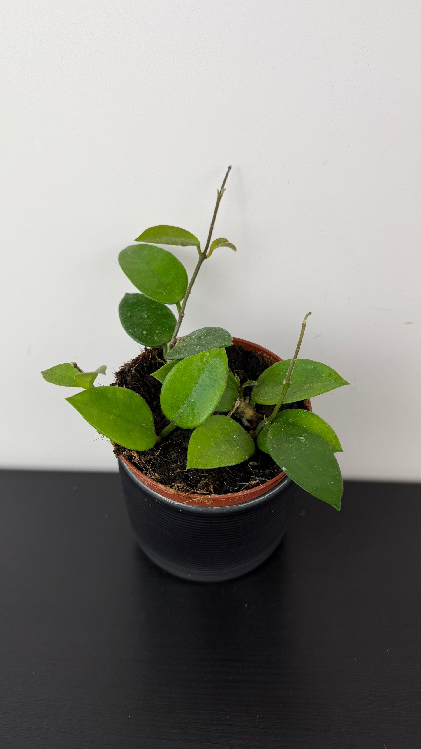 Hoya Chouke