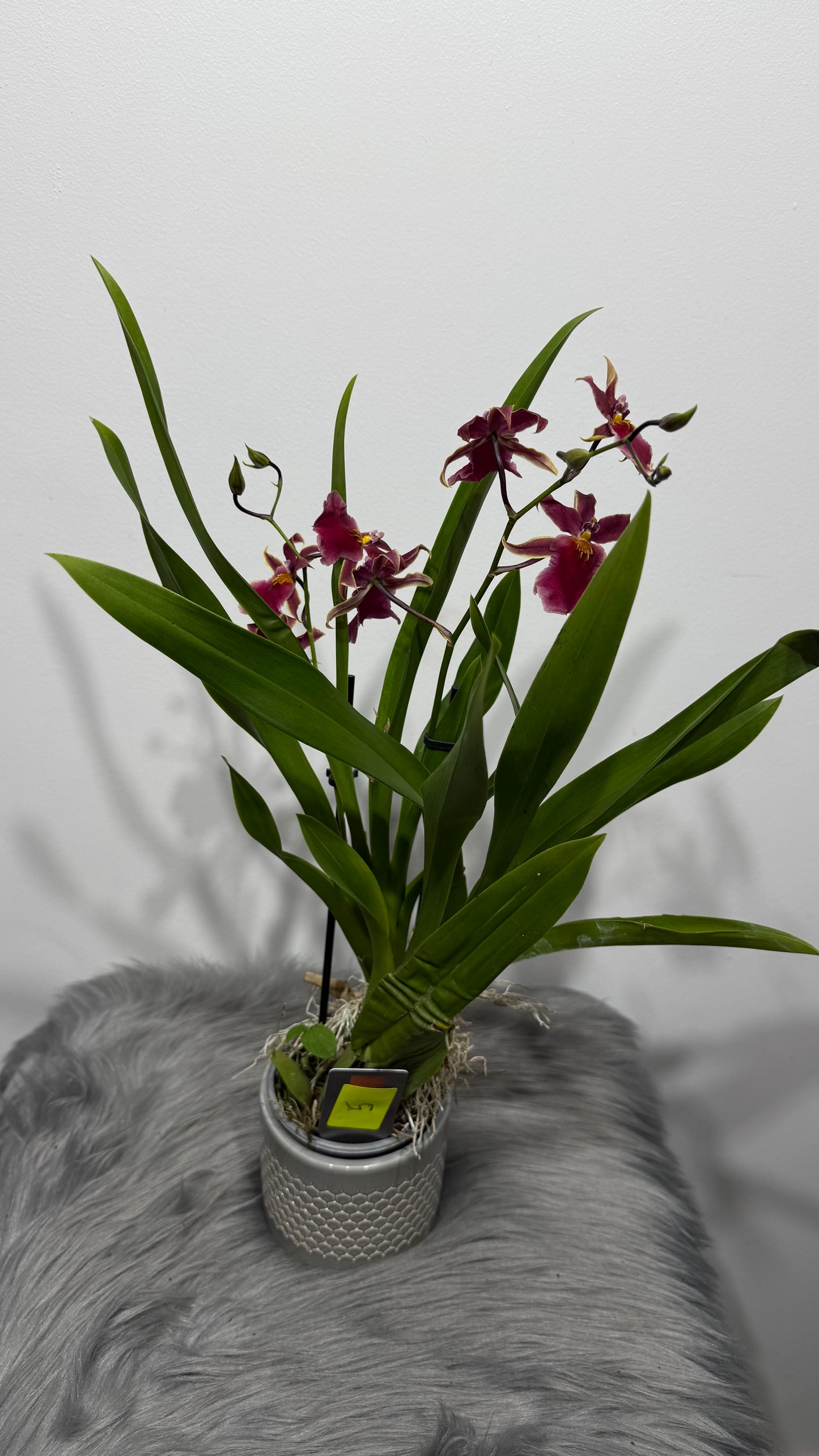 Orhideja Cambria 5