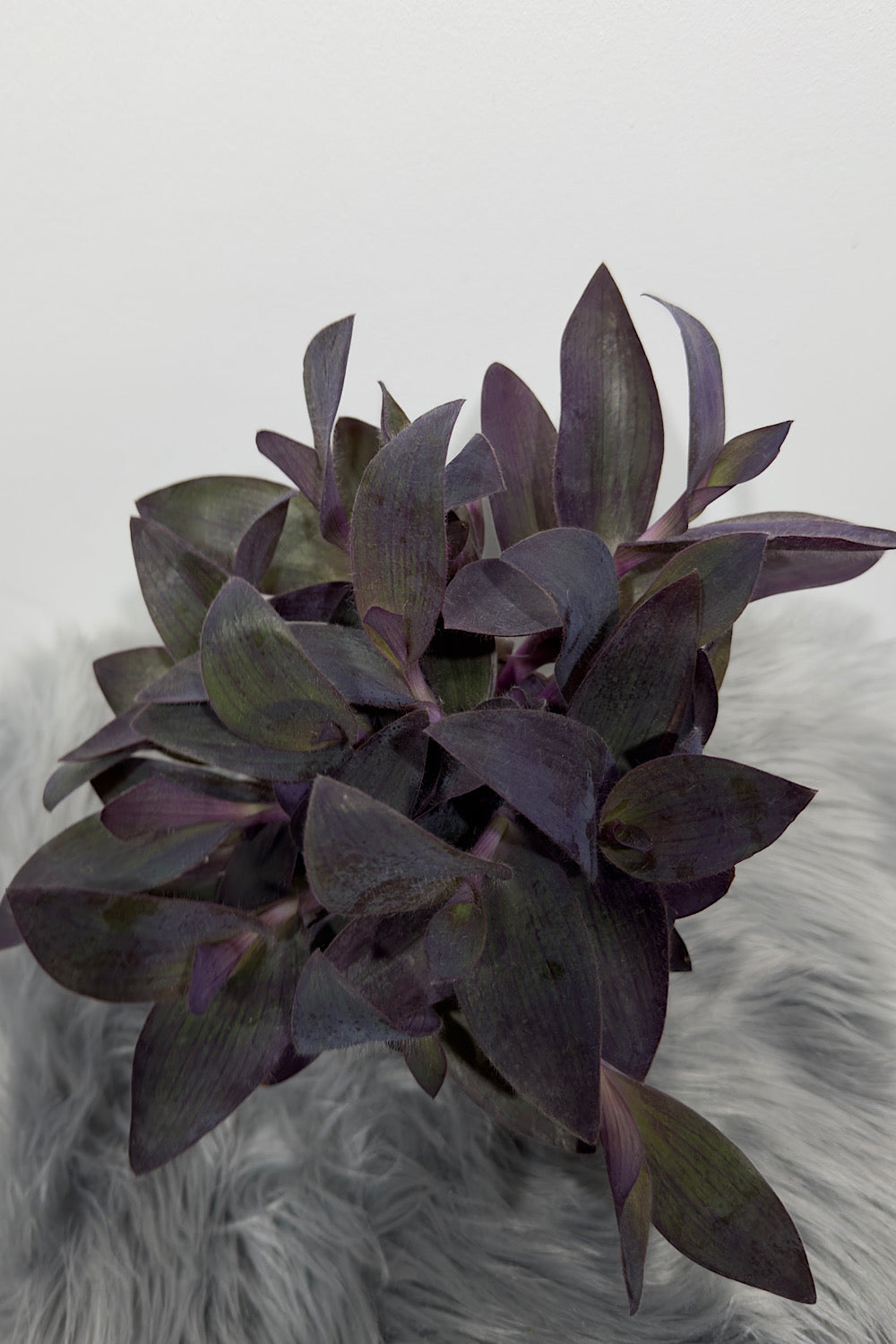 Tradescantia - www.augi-plants.lv