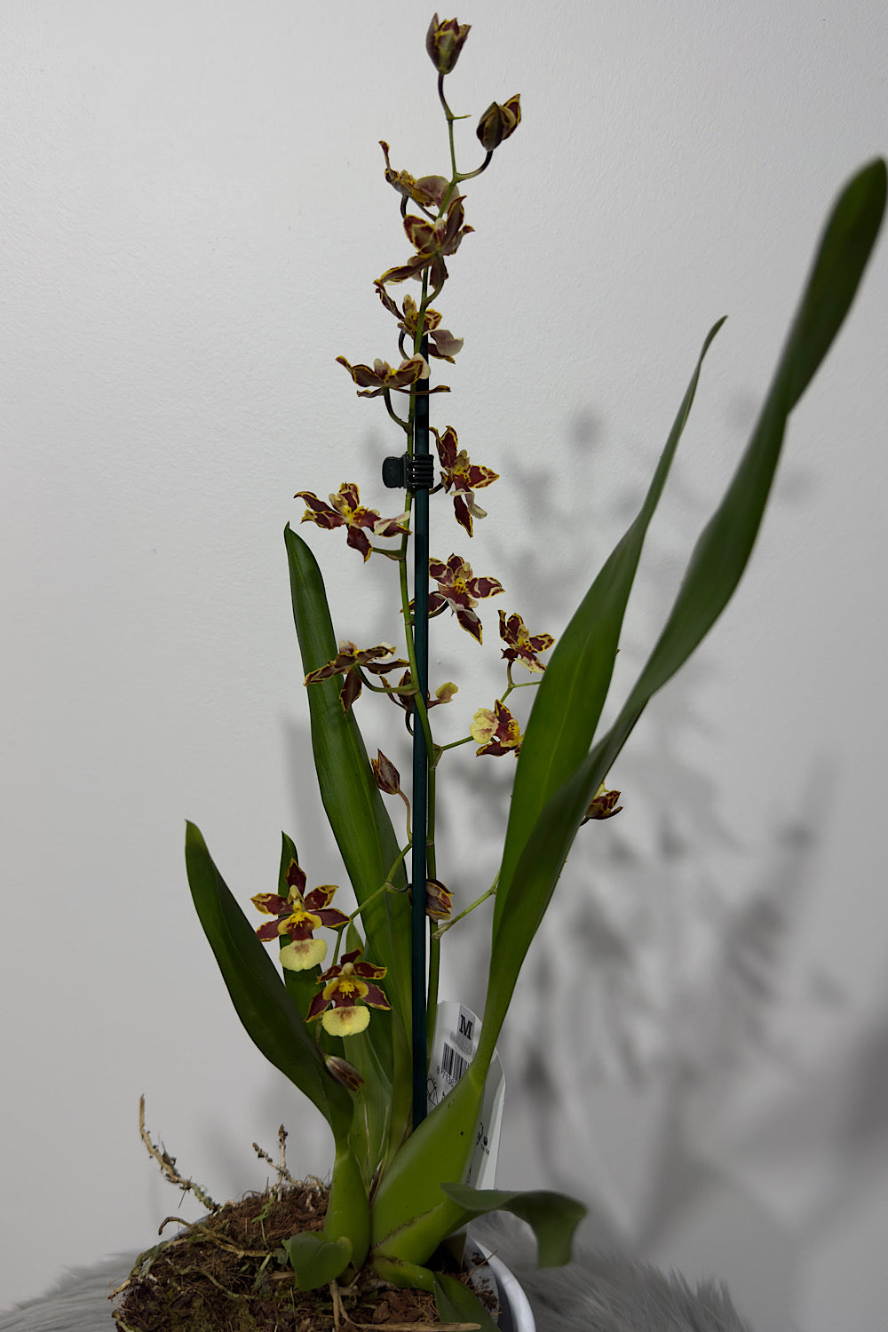 Orhideja Cambria 2 - www.augi-plants.lv