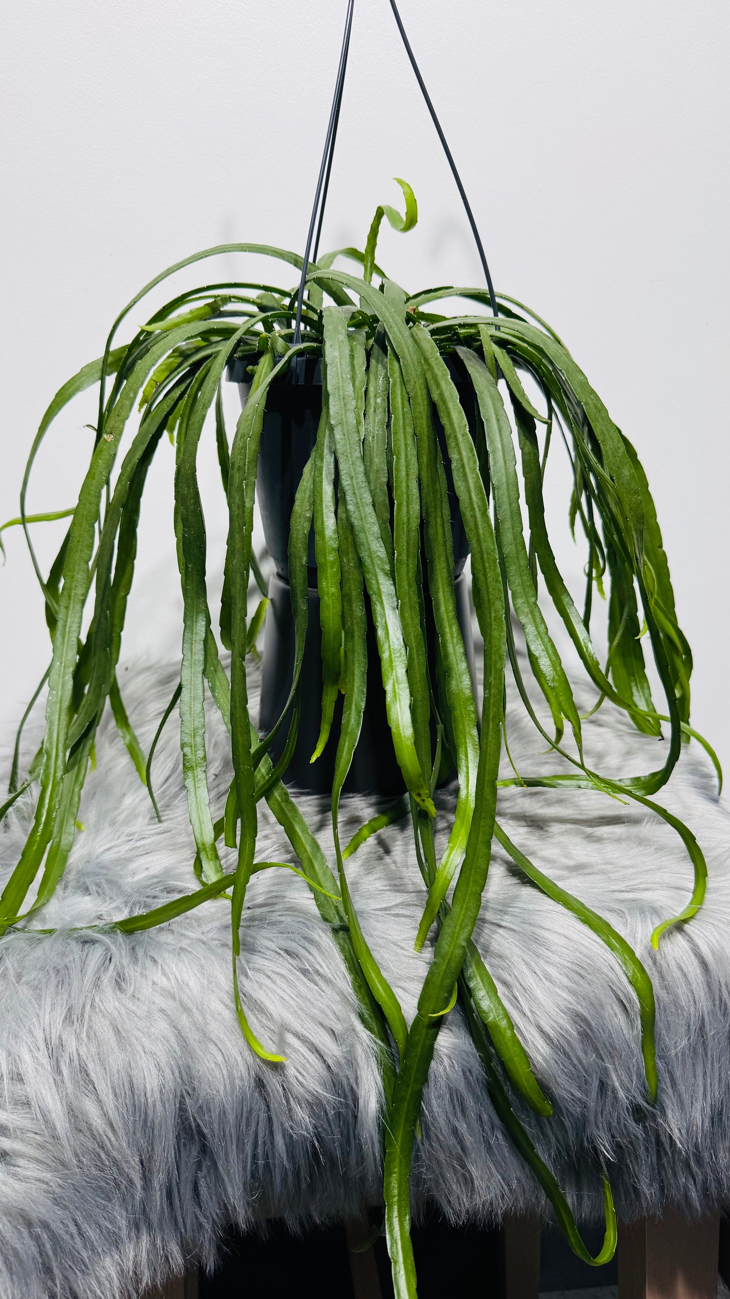 Lepismium Bolivianum
