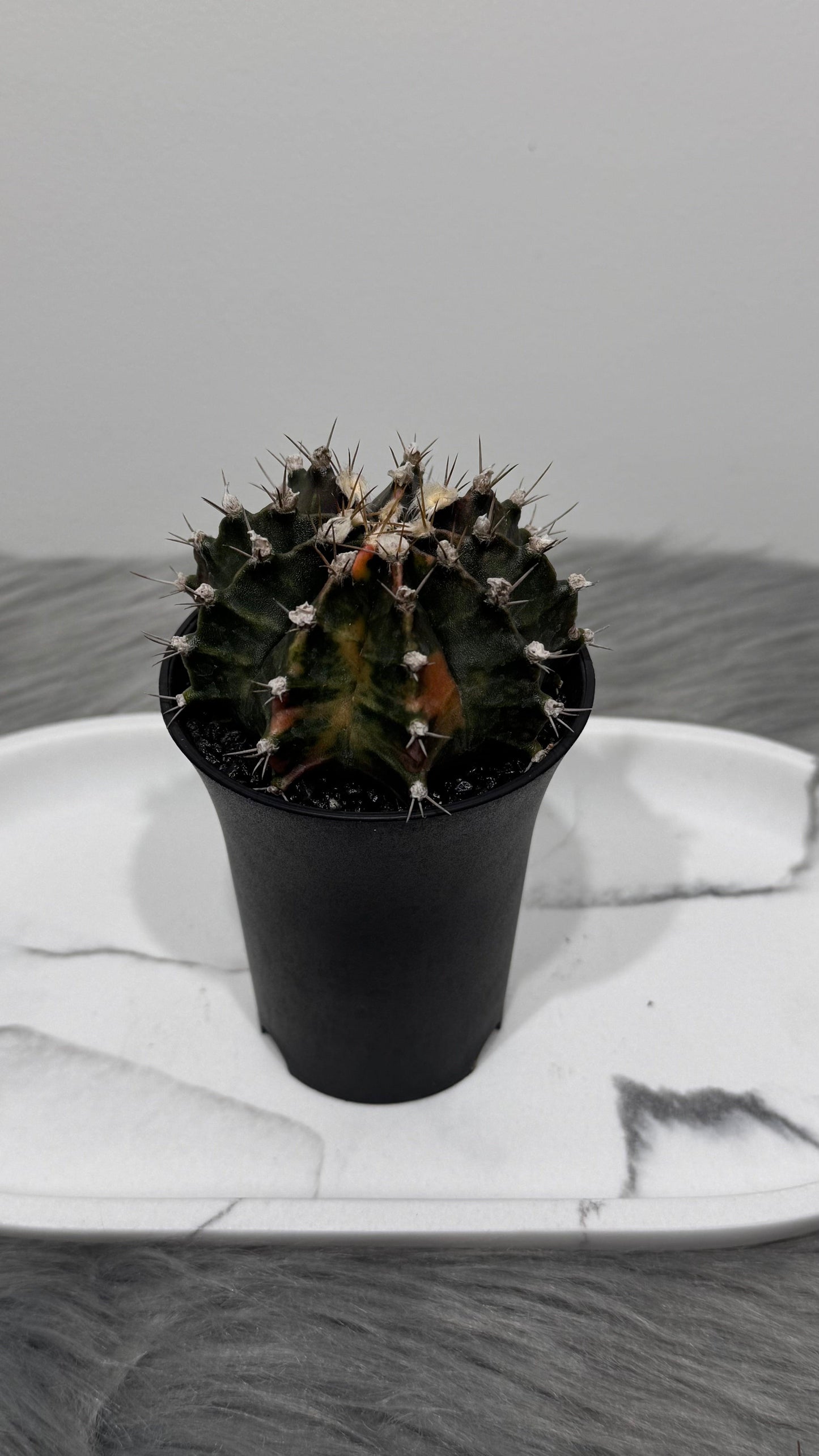 Gymnocalycium mihanovichii variegata - www.augi-plants.lv