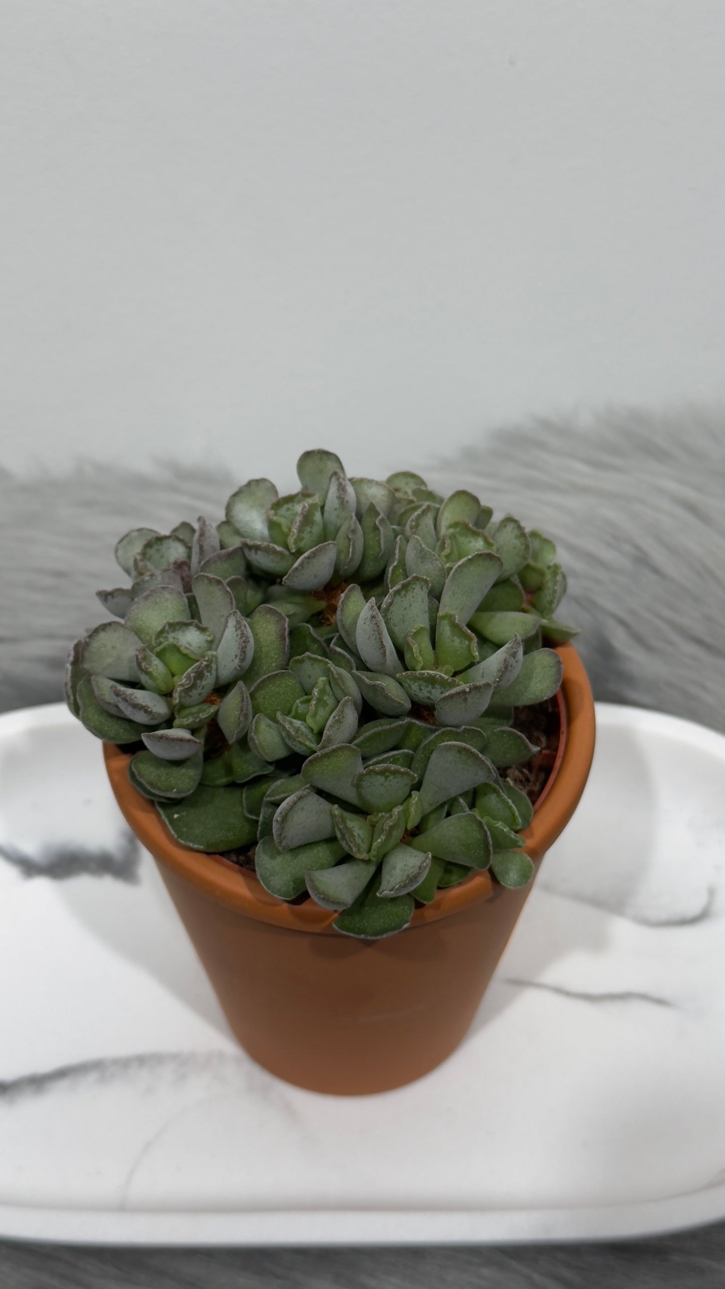 Adromischus 2 - www.augi-plants.lv