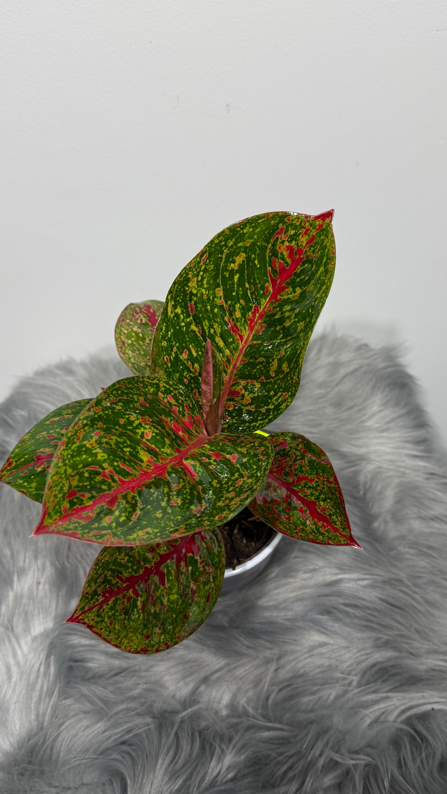 Aglaonema 16