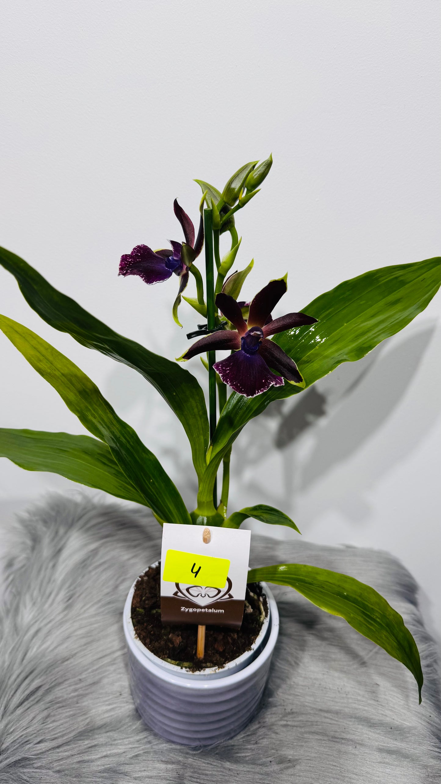 Orhideja Zygopetalum Louisendorf 4 SMARŽO!