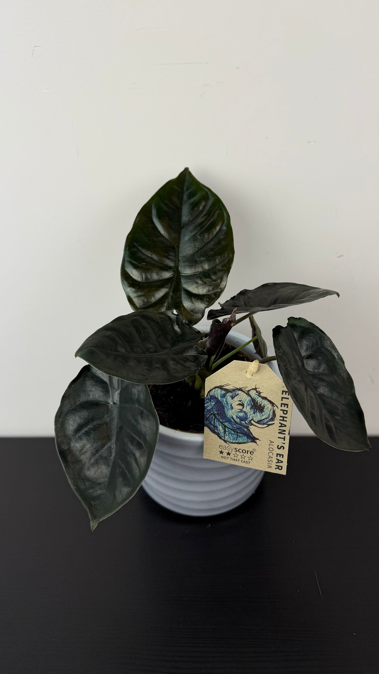 Alocasia Black Magic