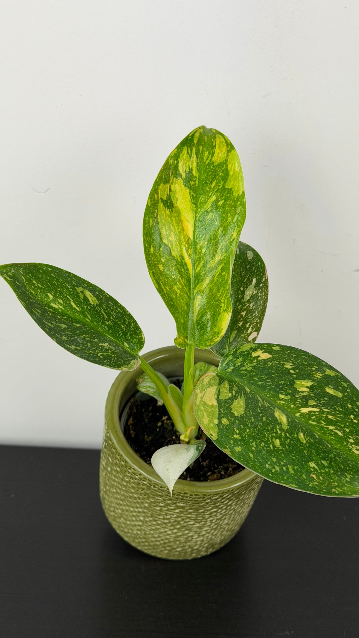 Philodendron Green Congo