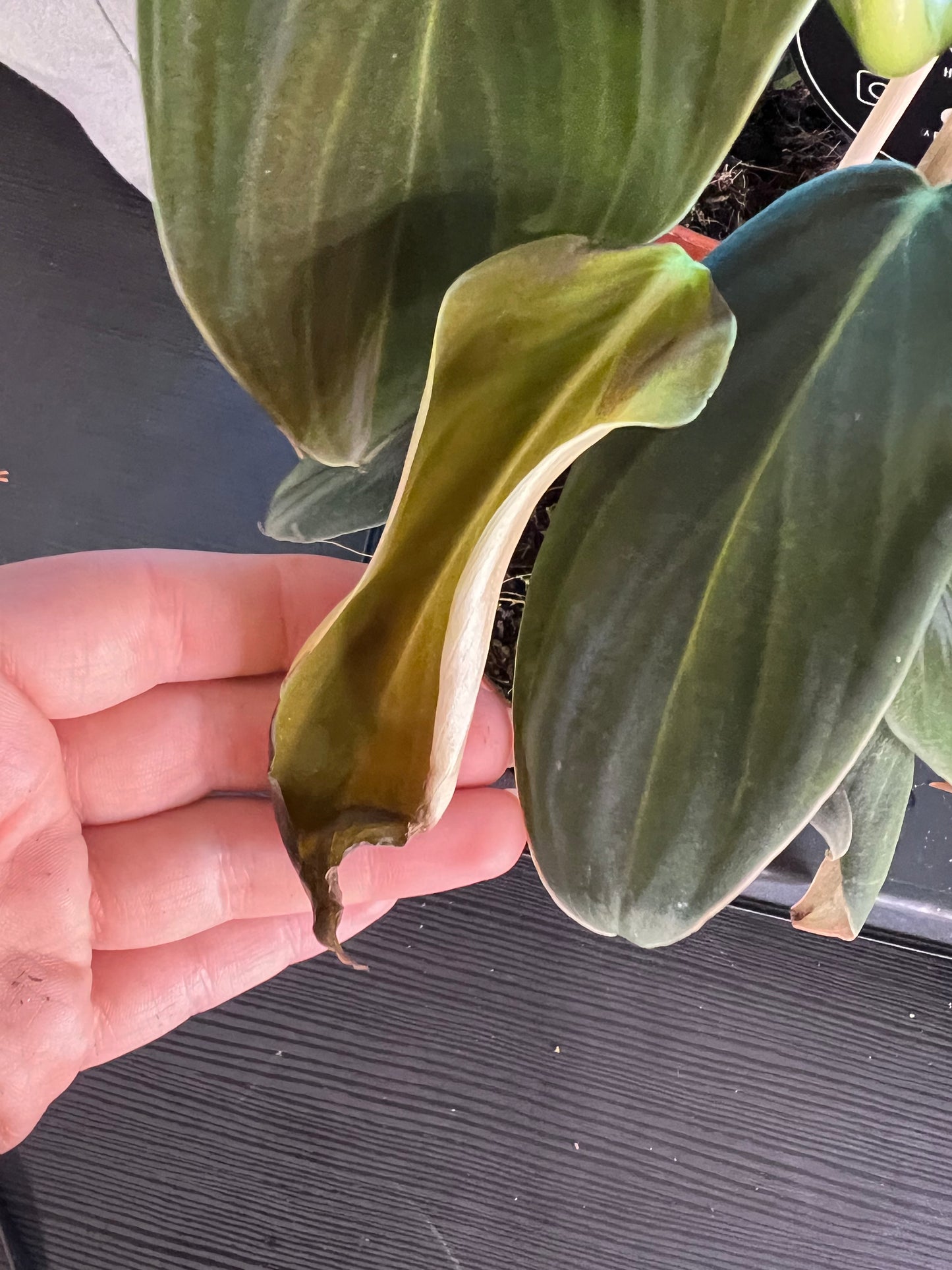 Philodendron gigas - www.augi-plants.lv