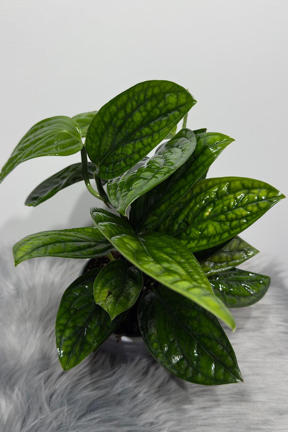 Epipremnum pinnatum MARBLE PLANET - www.augi-plants.lv