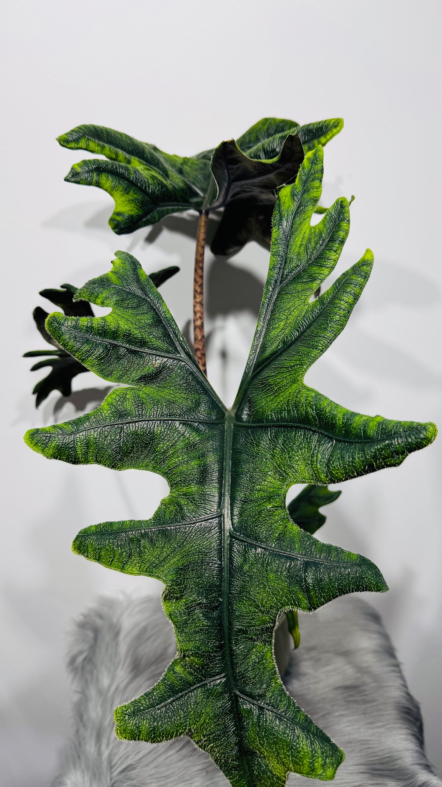 Alocasia Jacklyn