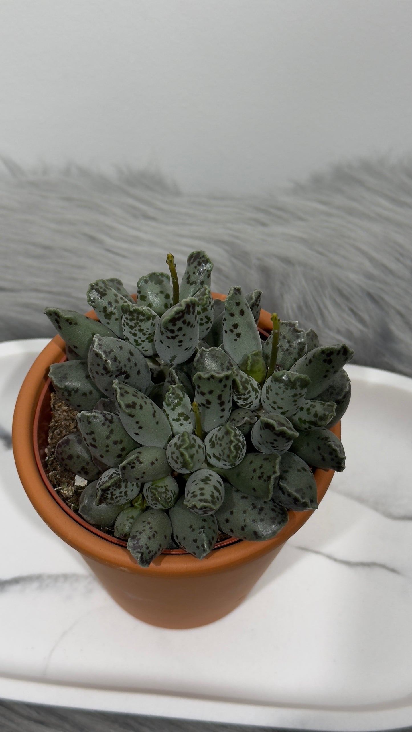 Adromischus 4 - www.augi-plants.lv