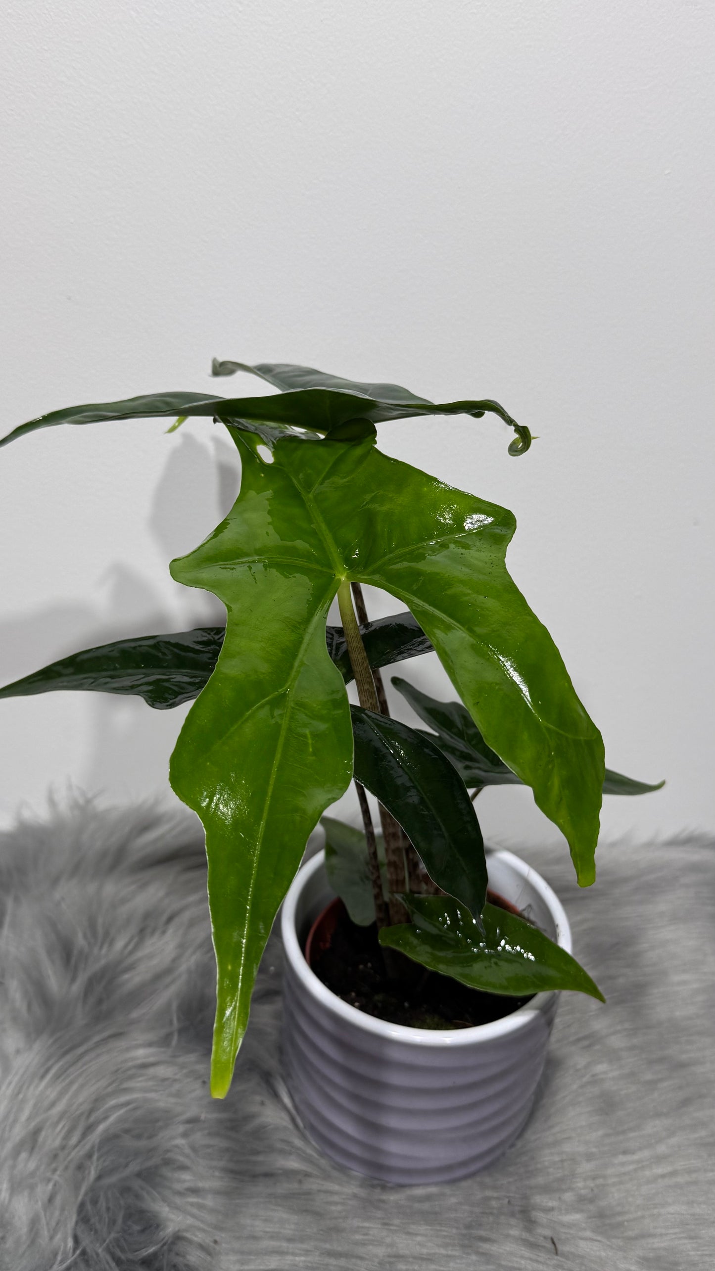 Alocasia nycteris Bat Wing