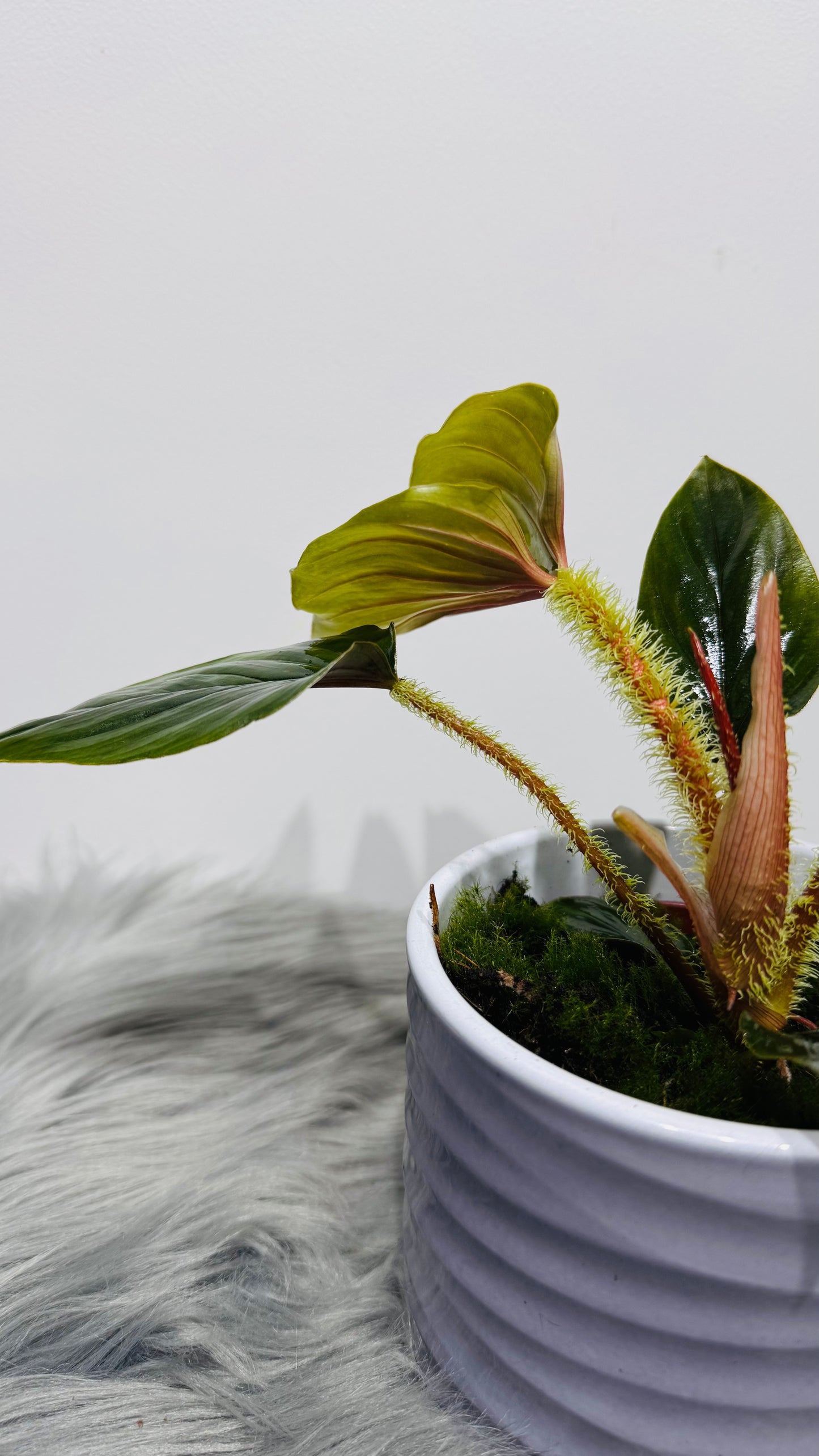 Philodendron Serpens