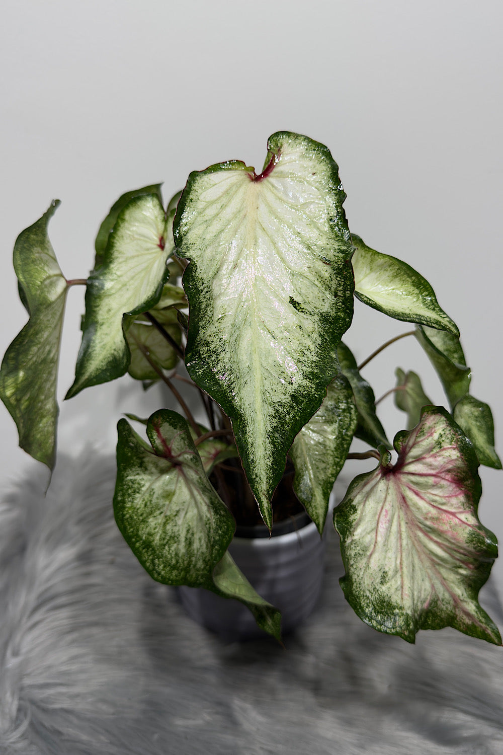 Caladium 2