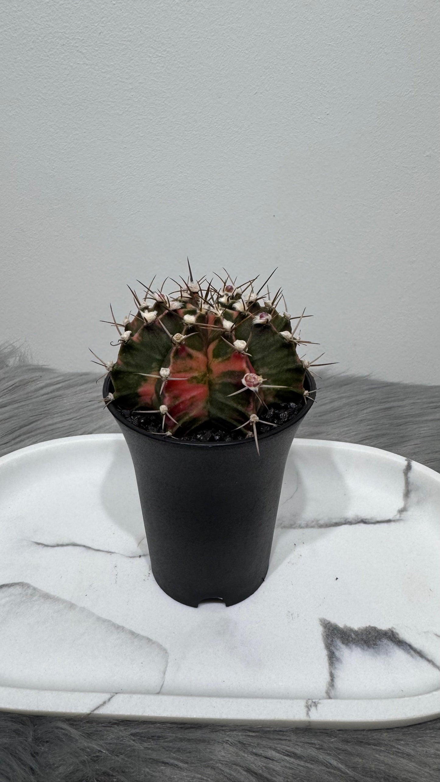 Gymnocalycium mihanovichii variegata - www.augi-plants.lv