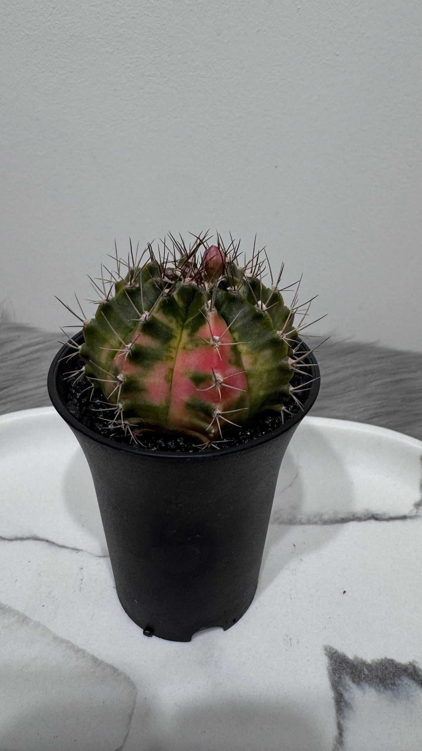 Gymnocalycium mihanovichii variegata - www.augi-plants.lv