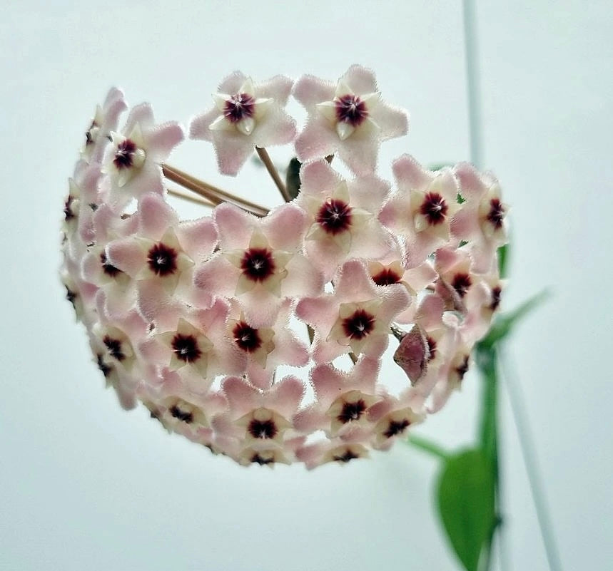 Hoya Silver Moon reverted