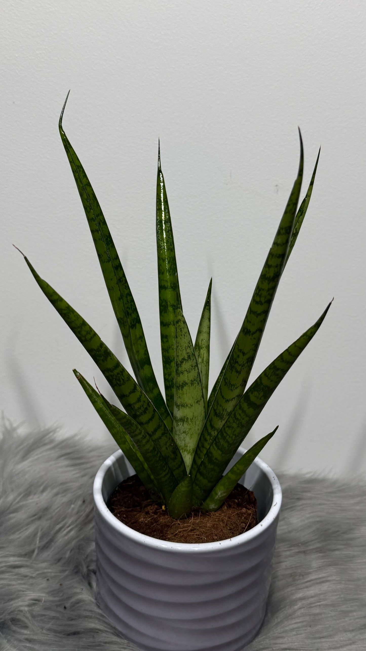Sansevieria 2