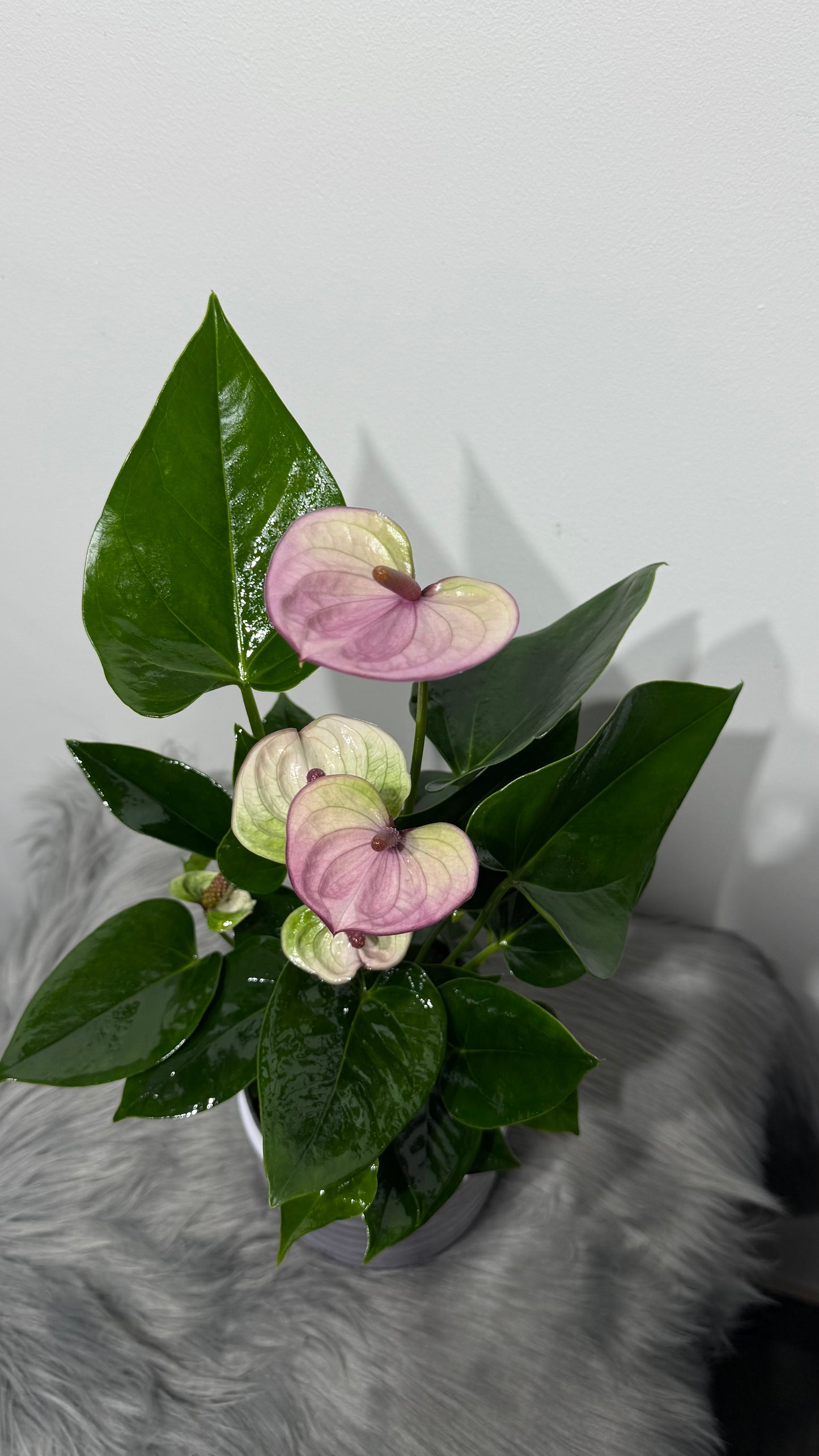 Anthurium White and Lilac