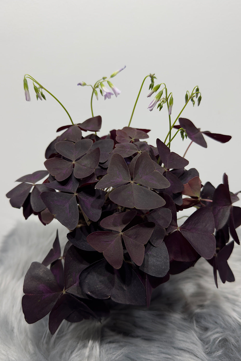 Oxalis - www.augi-plants.lv