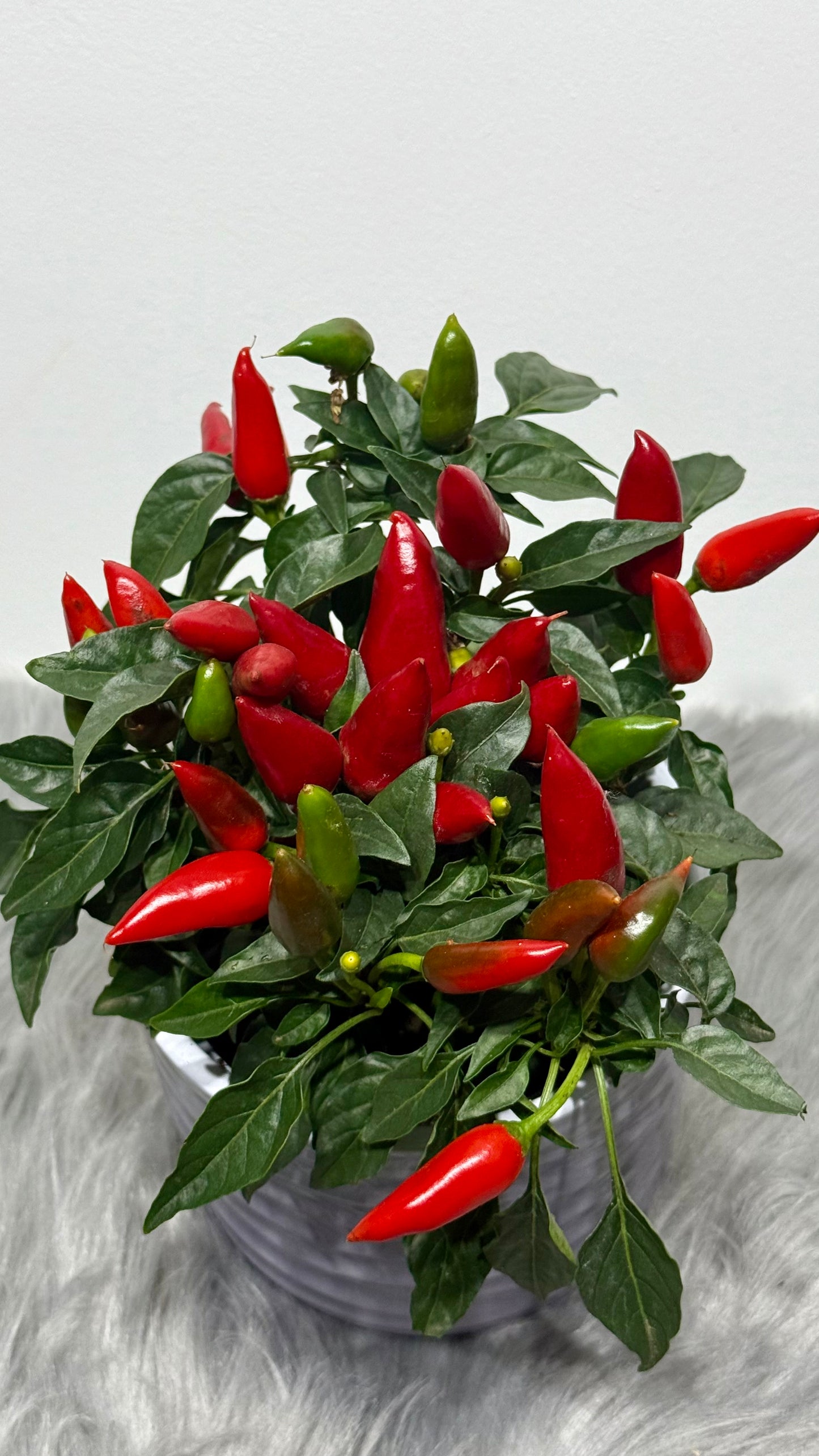 Capsicum Red