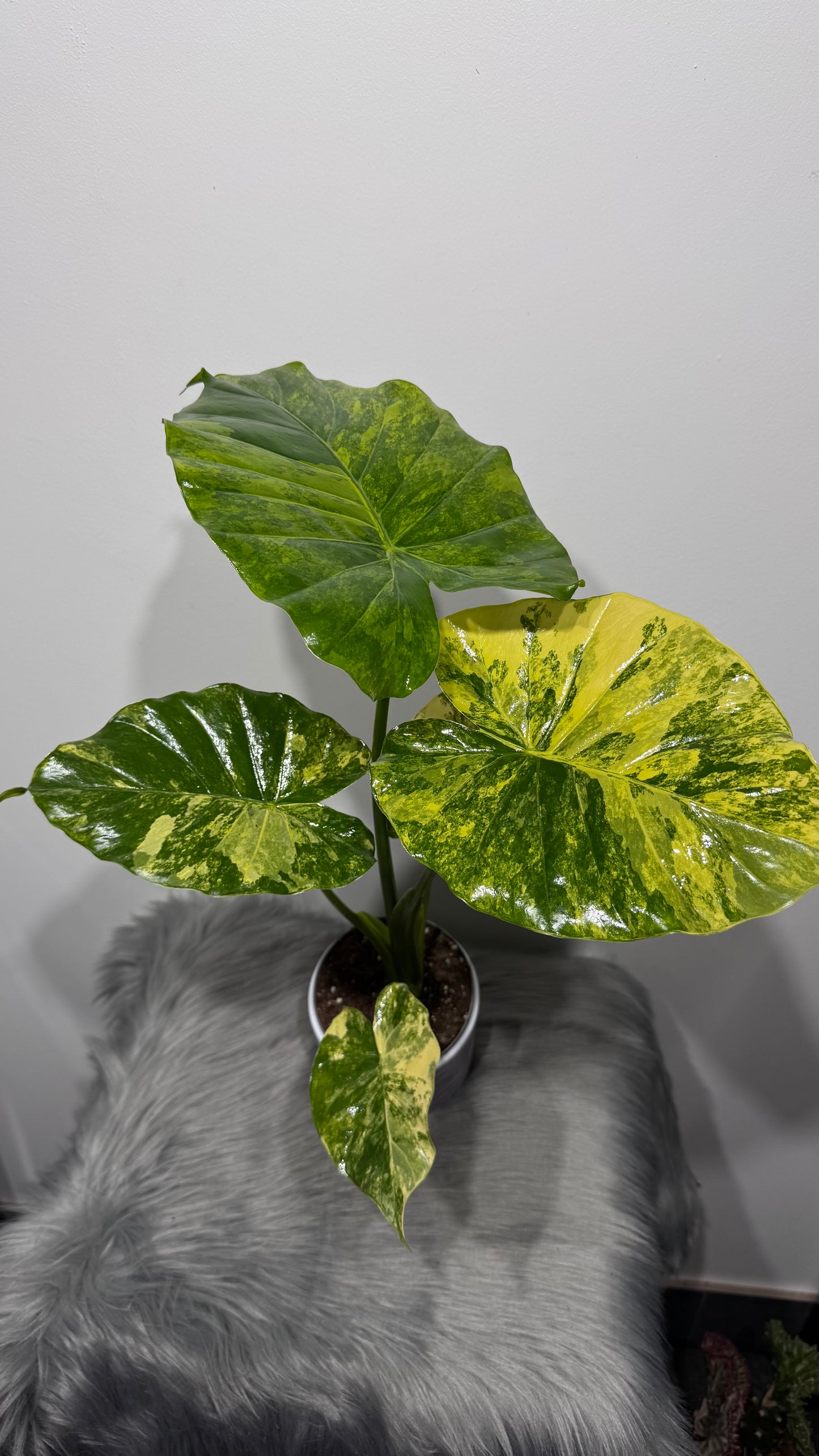 Alocasia macrorrhiza Aurea