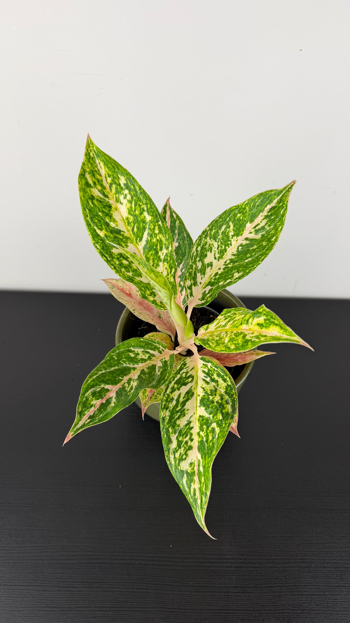 Aglaonema 6