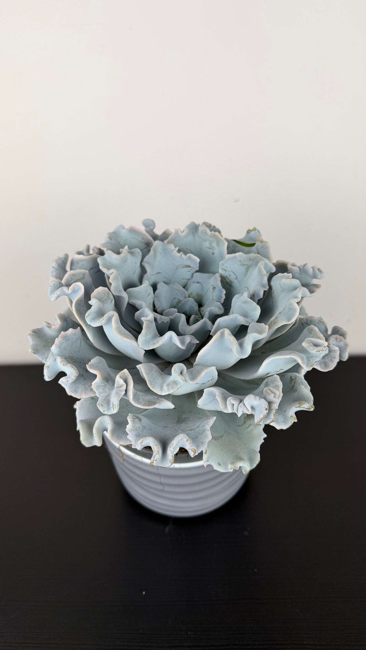 Echeveria Crispy Beauty