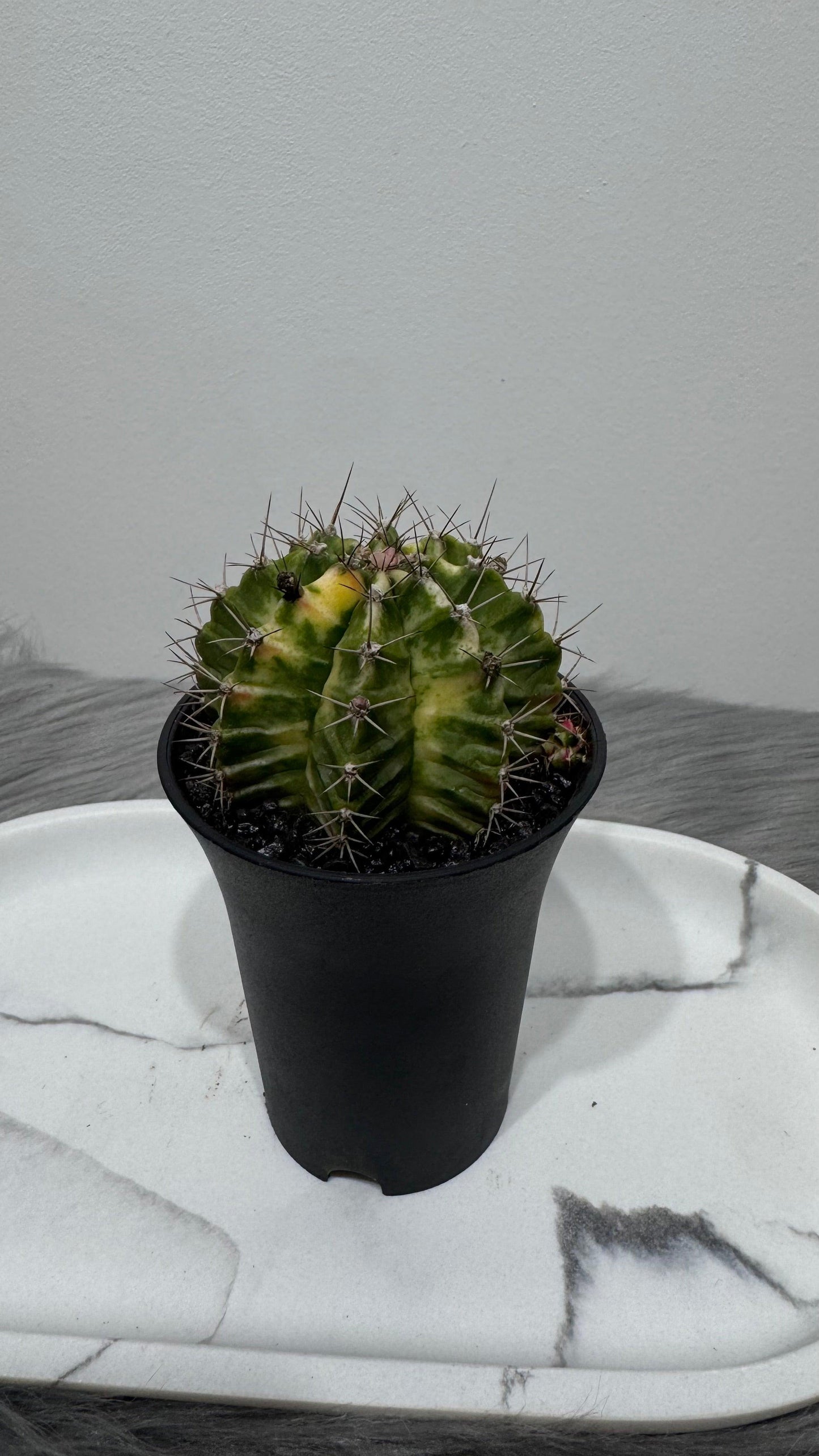 Gymnocalycium mihanovichii variegata - www.augi-plants.lv