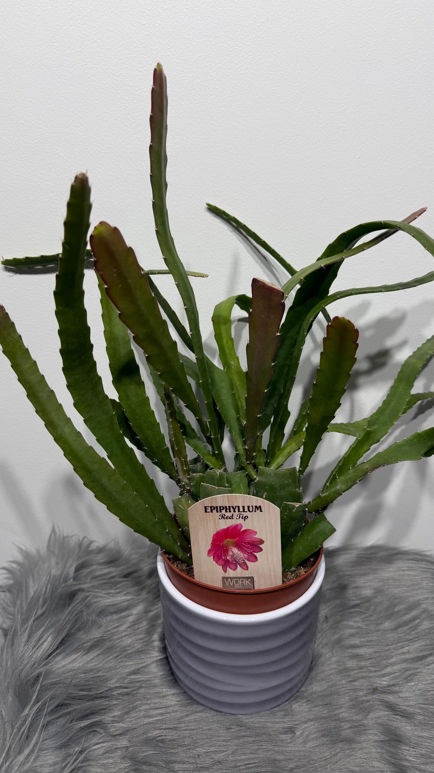 Epiphyllum Red Tip
