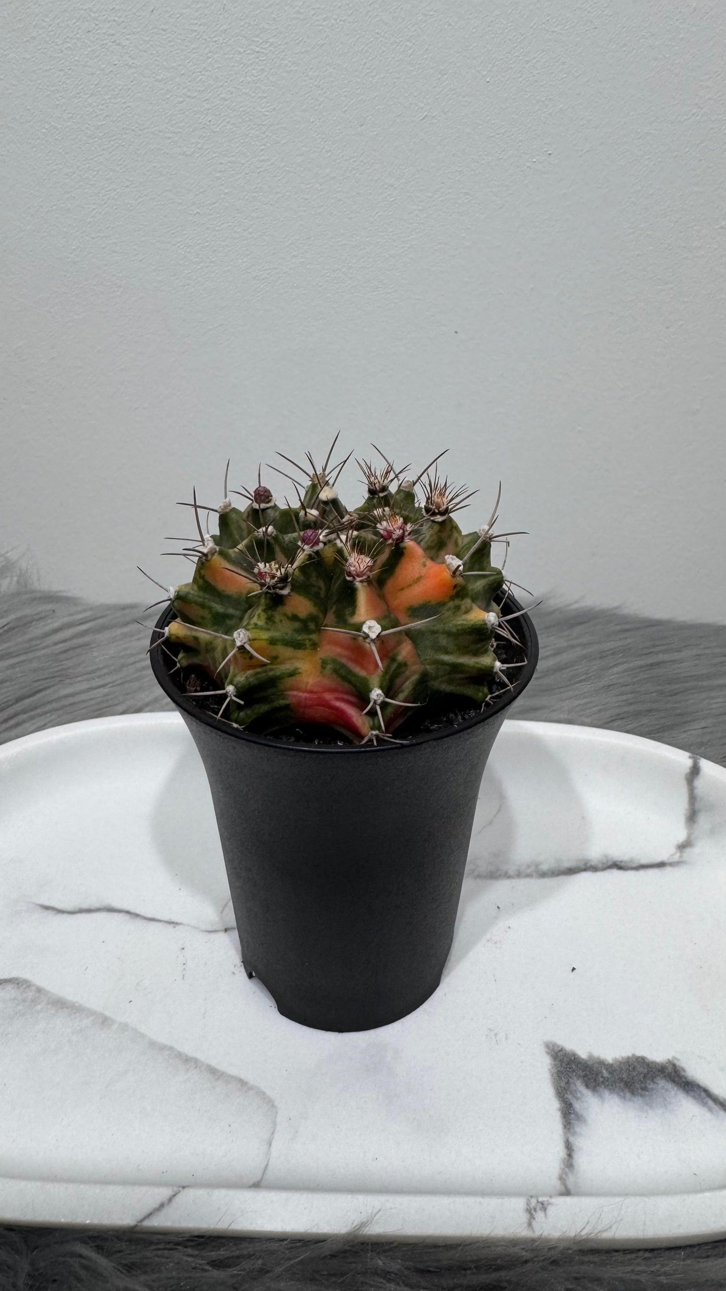 Gymnocalycium mihanovichii variegata - www.augi-plants.lv