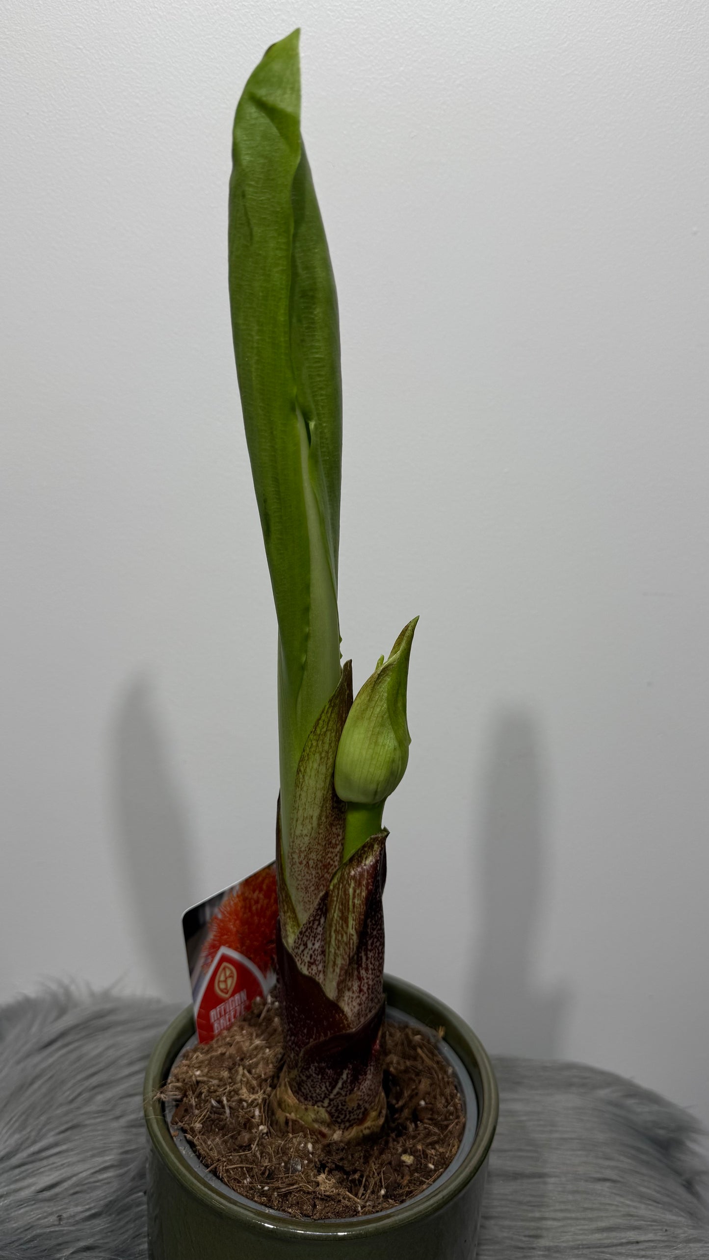 Scadoxus