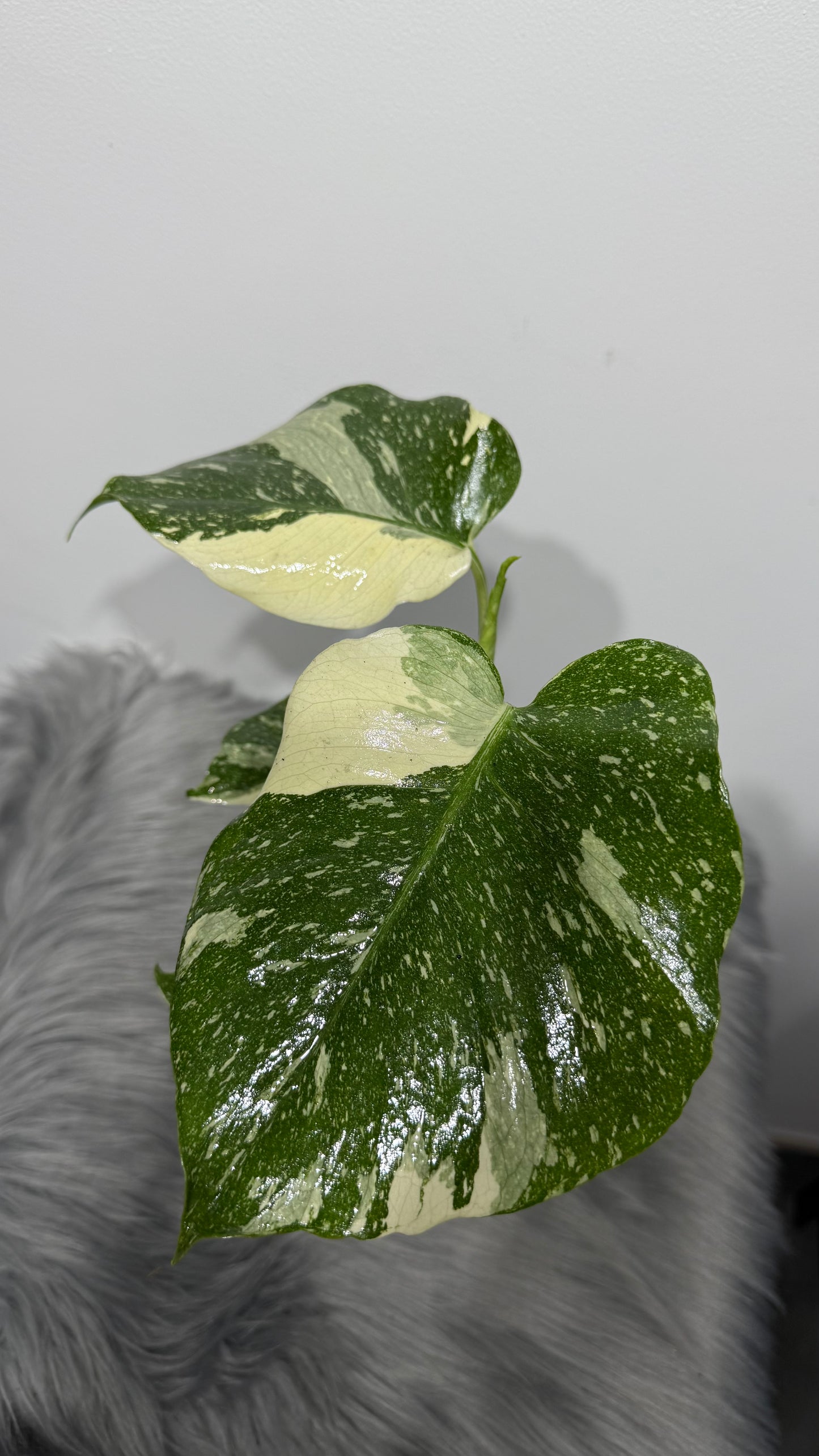 Monstera Thai Constellation