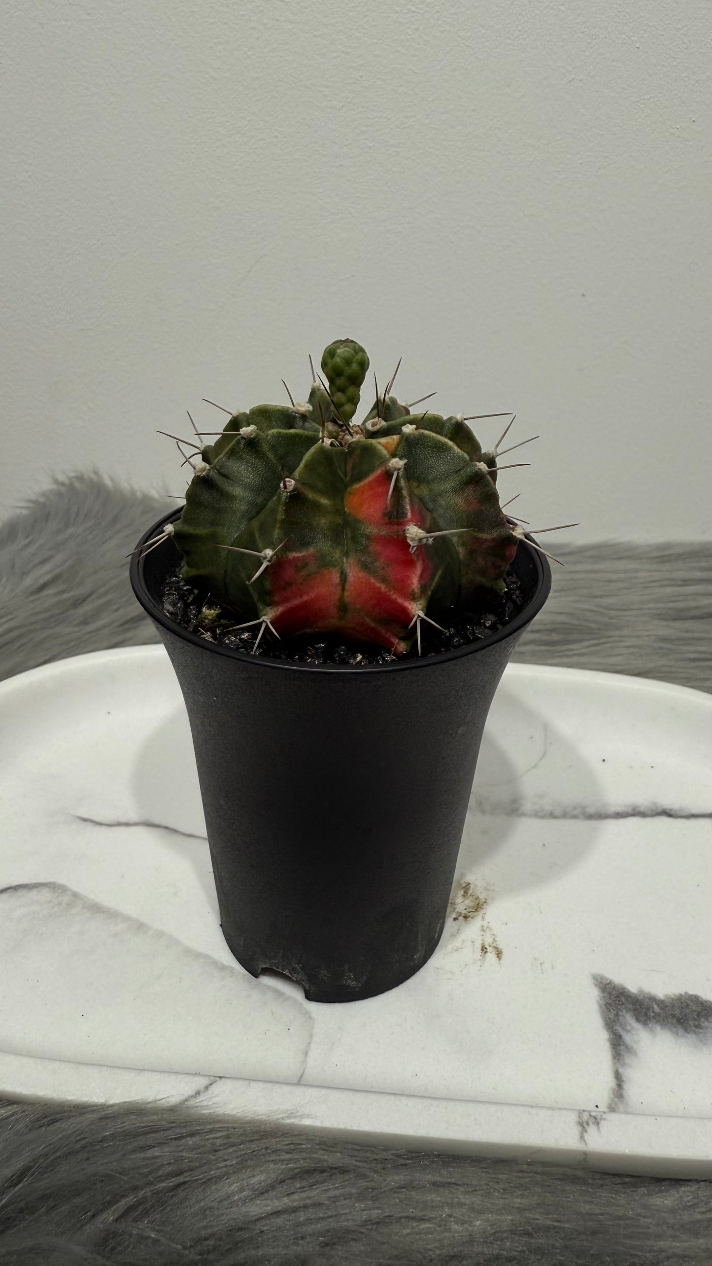Gymnocalycium mihanovichii variegata
