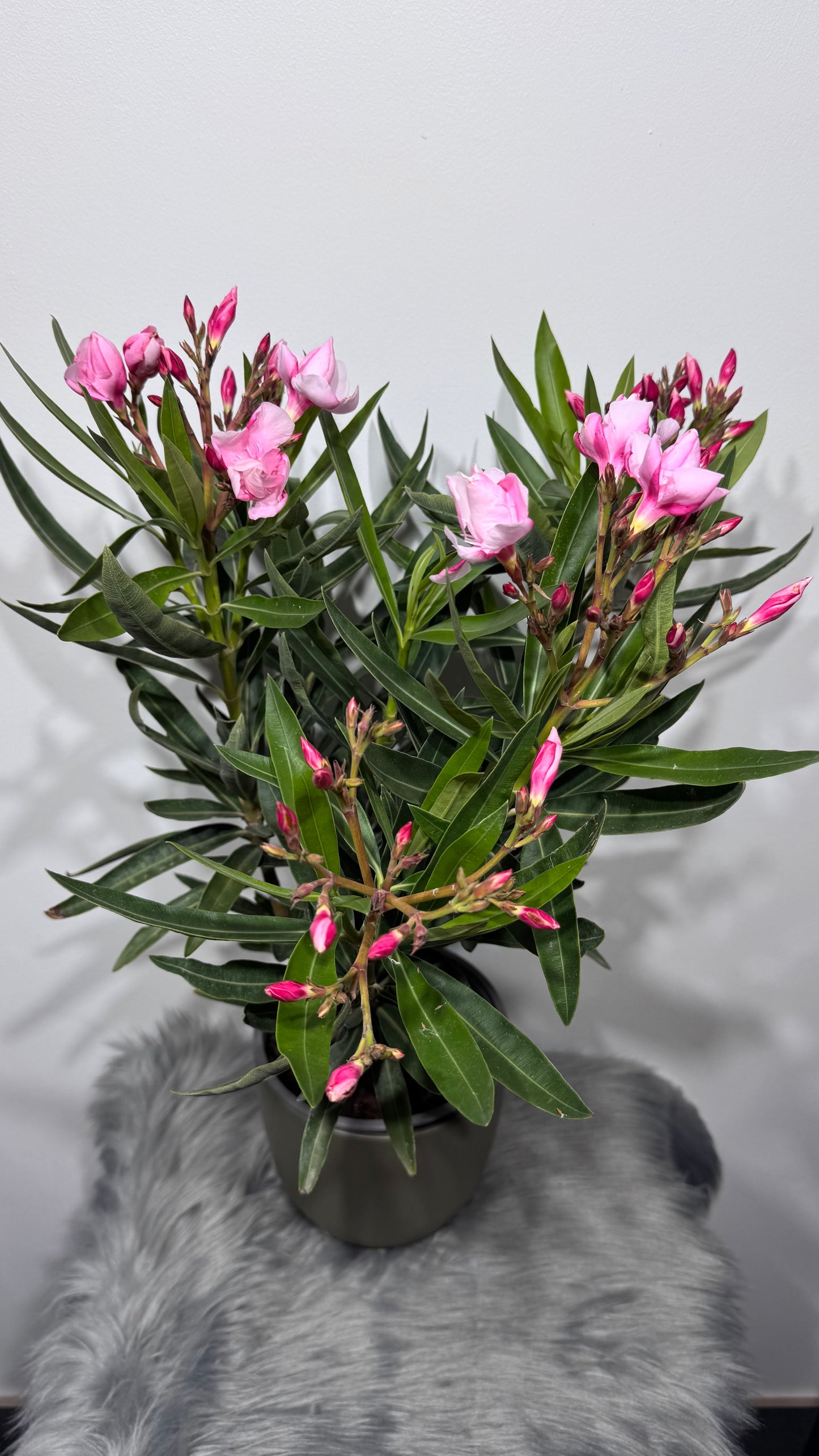 Oleander