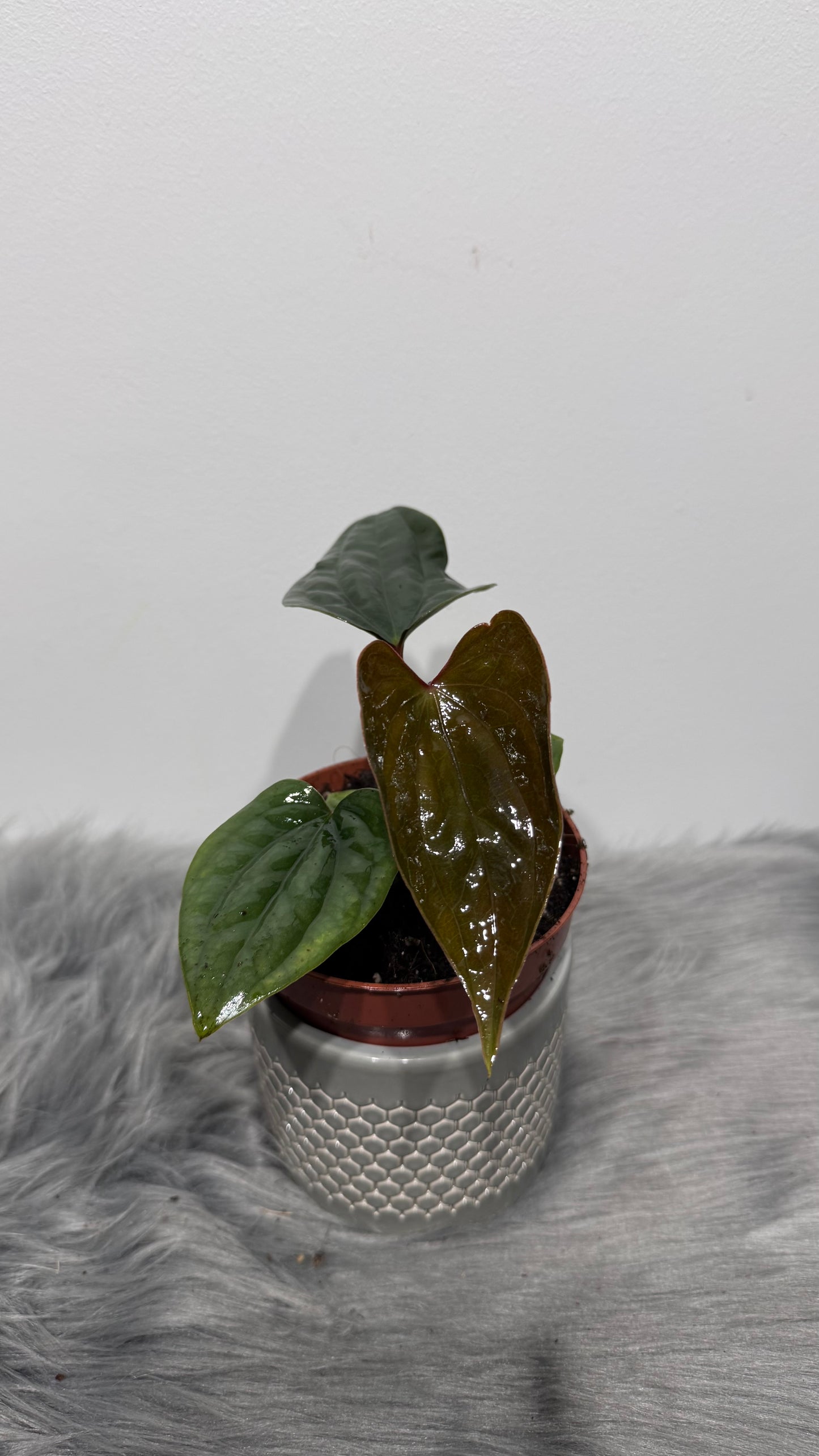 Anthurium Nigrolaminum Gigi x Luxurians