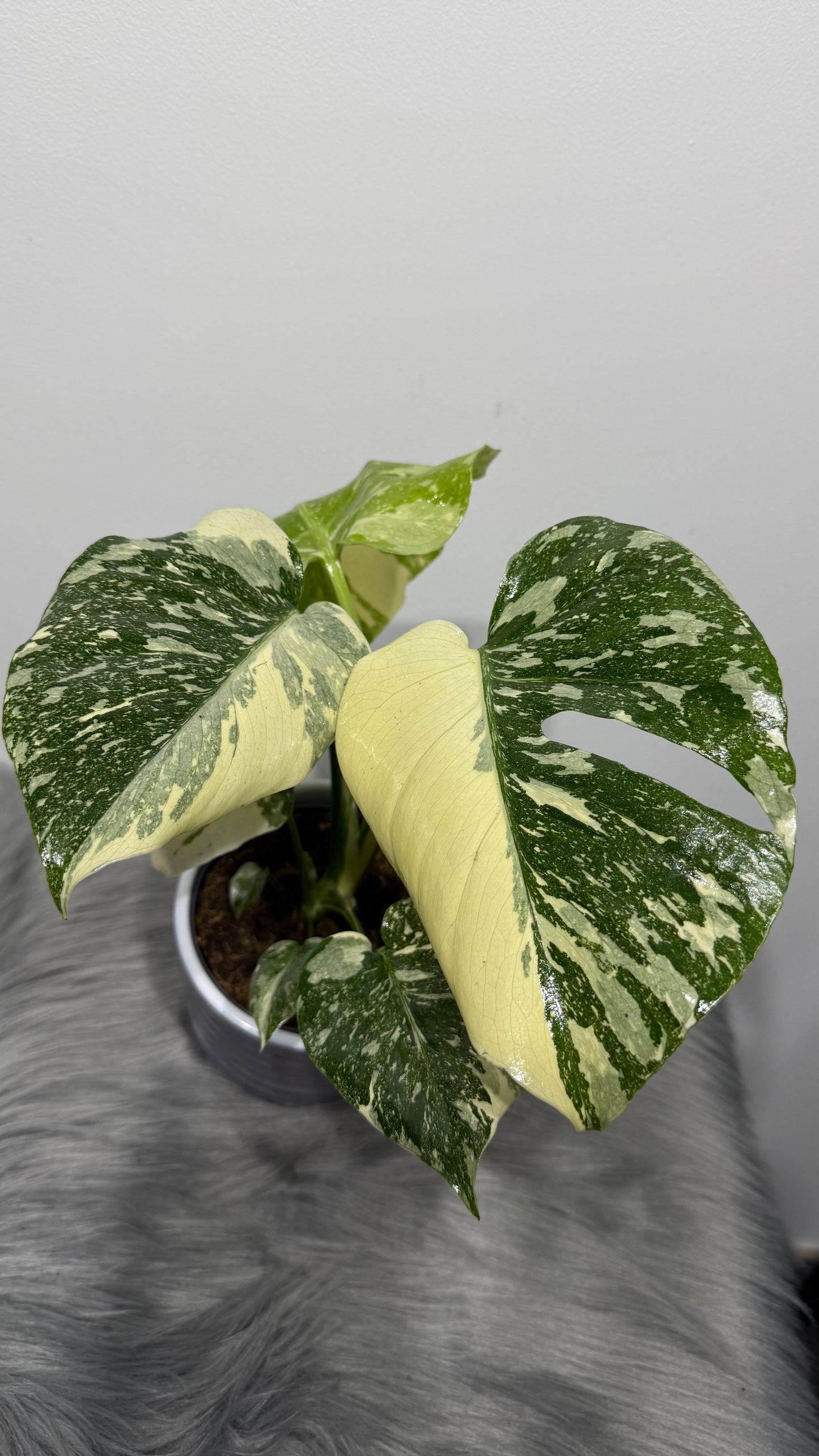 Monstera Thai Constellation