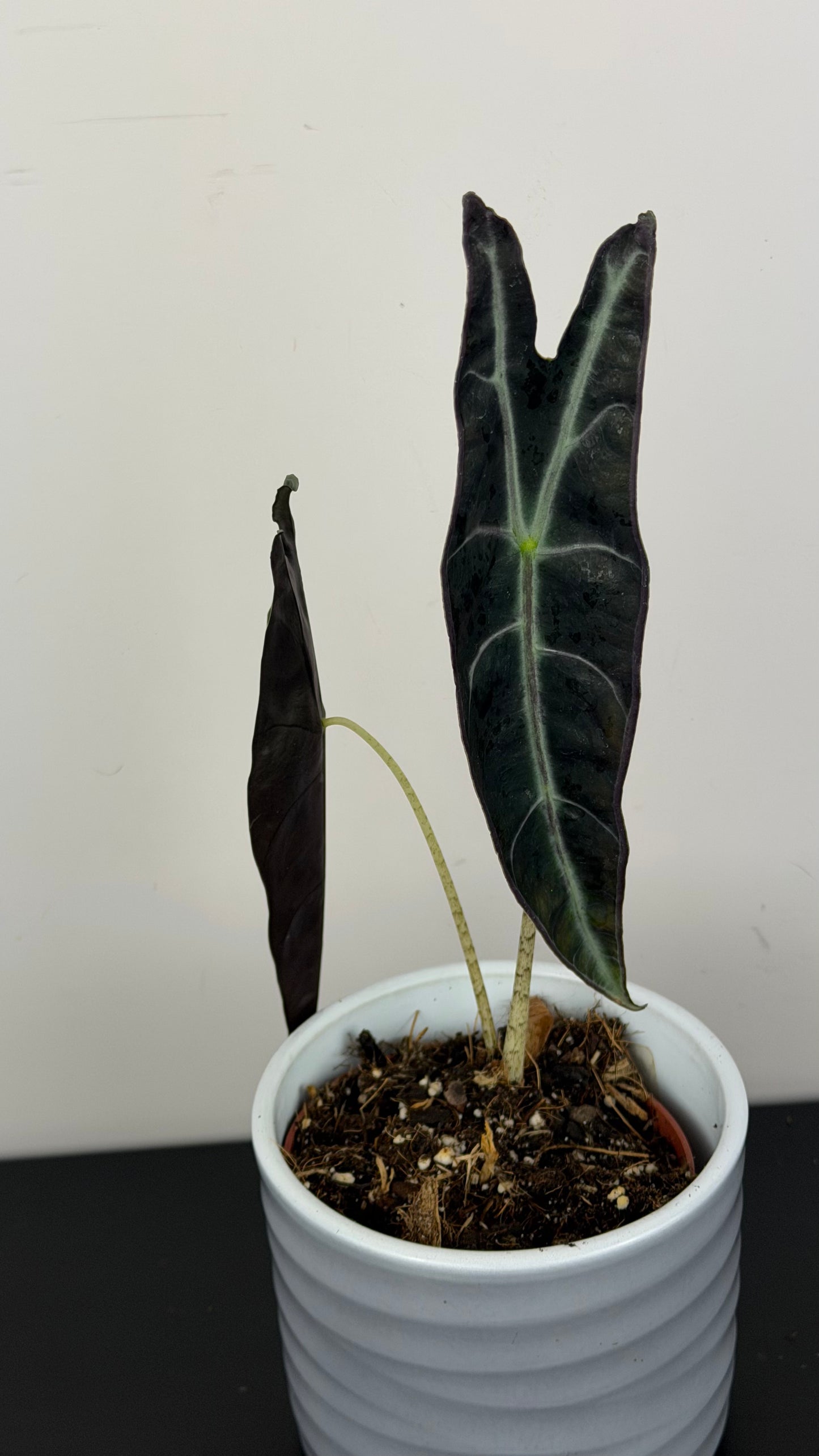 Alocasia Longiloba Purple