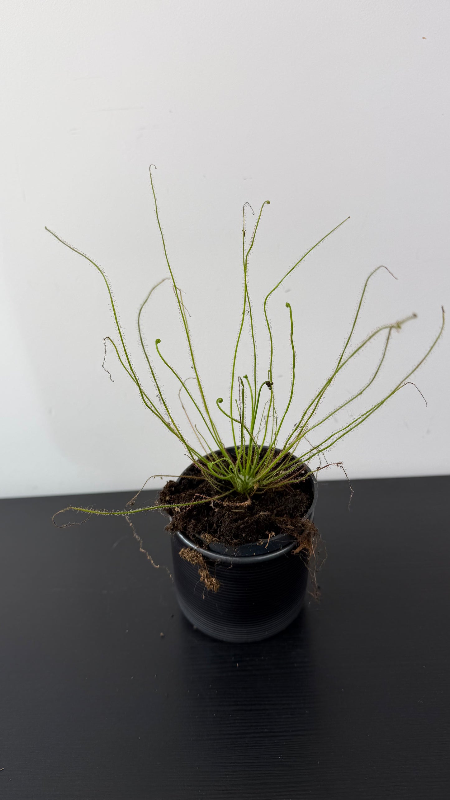 Drosera 2