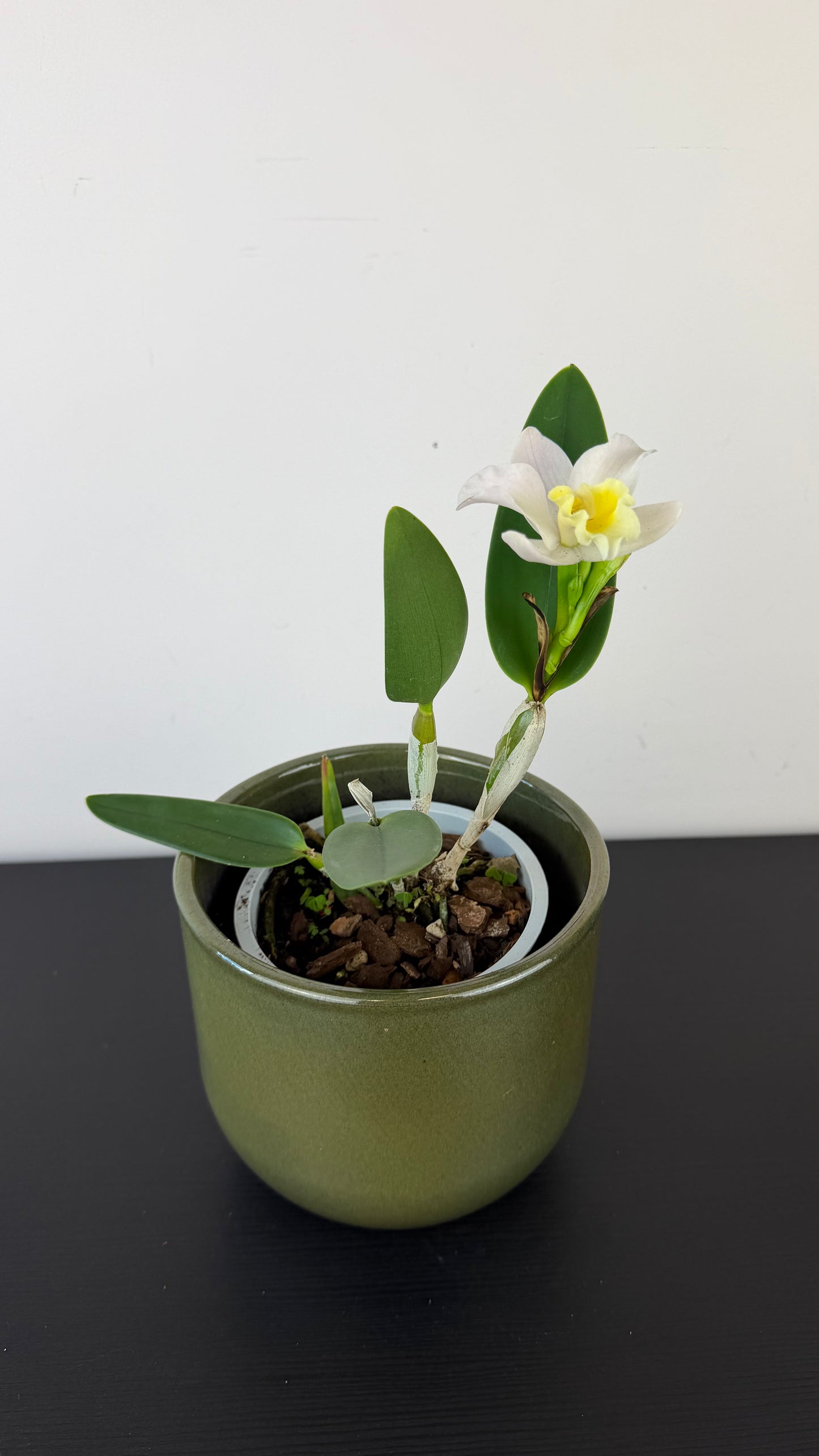 Cattleya 3