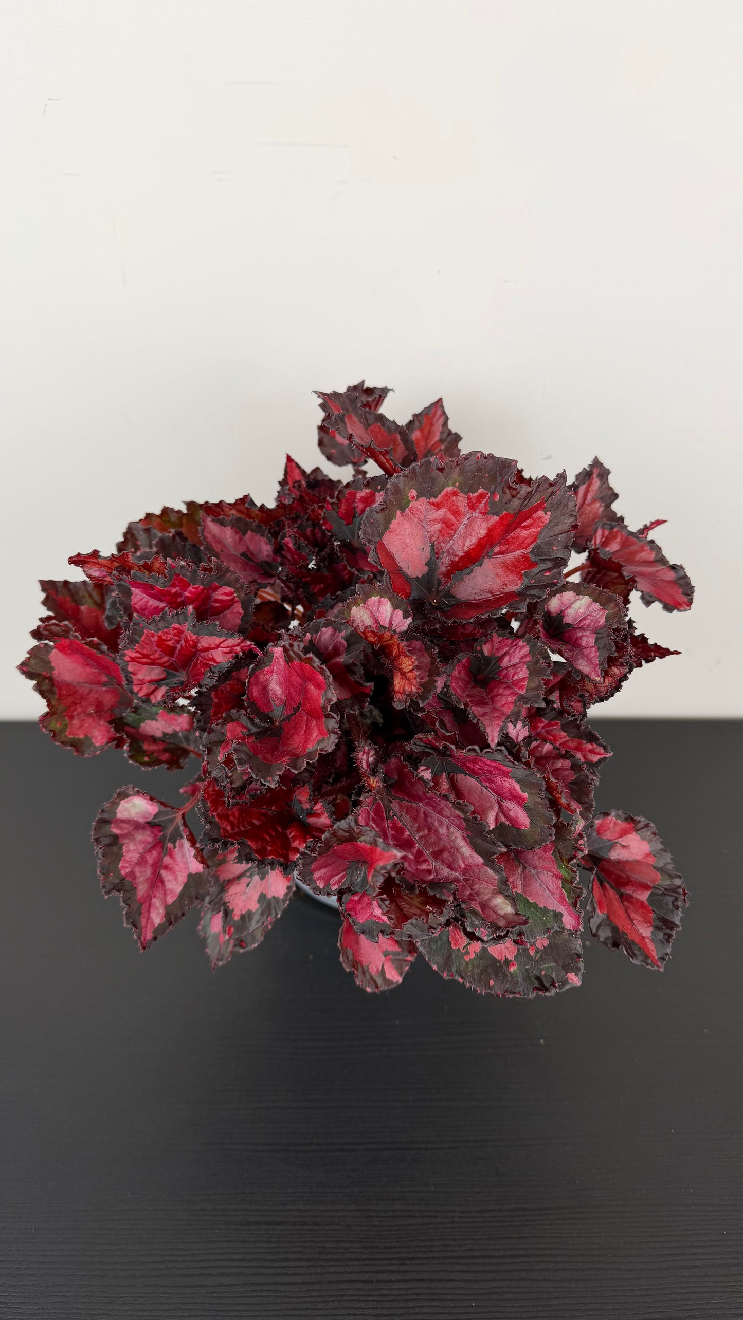 Begonia Beleaf 4