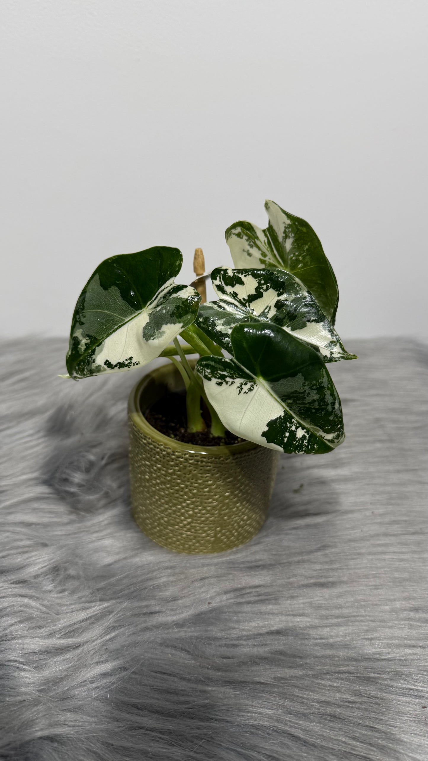 Alocasia Frydek Variegata