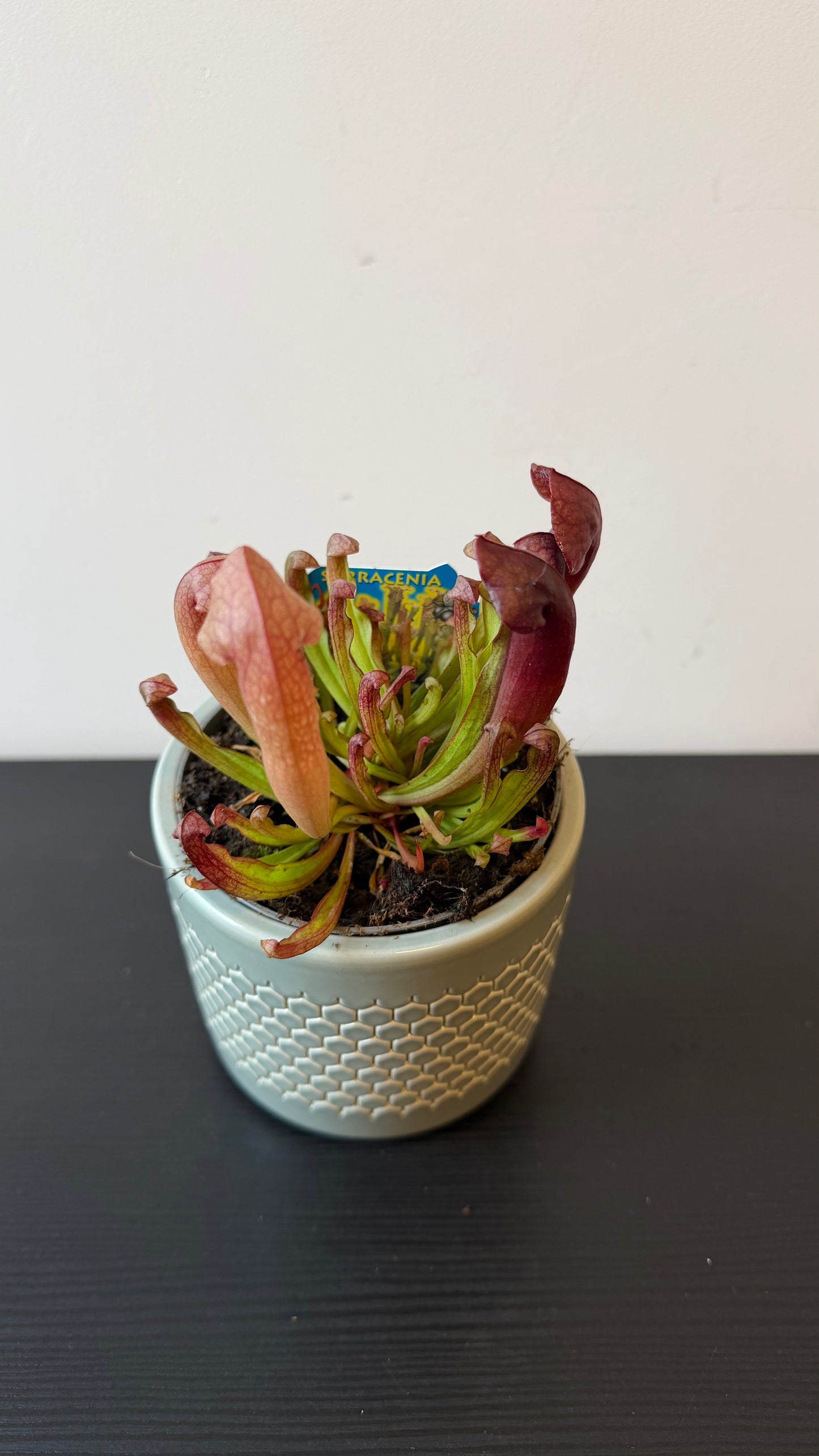 Sarracenia