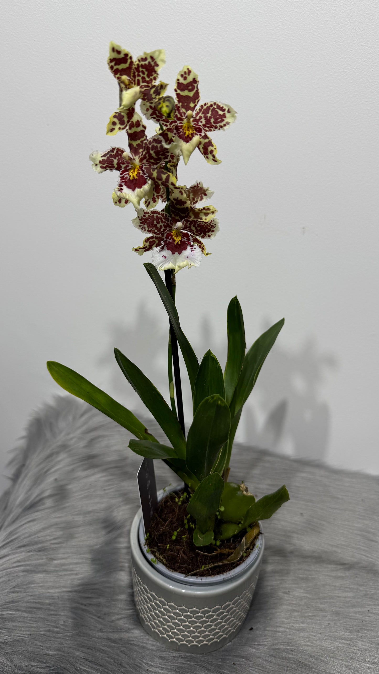 Orhideja Cambria 15