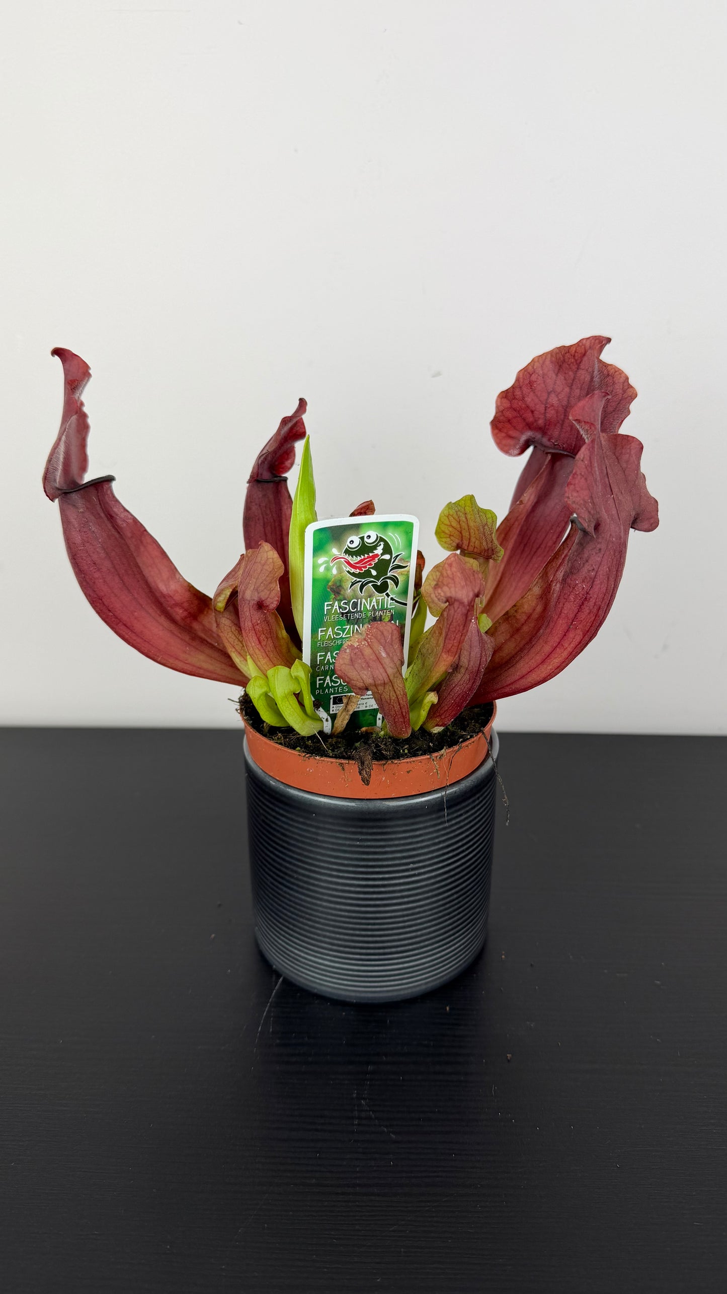 Sarracenia 2