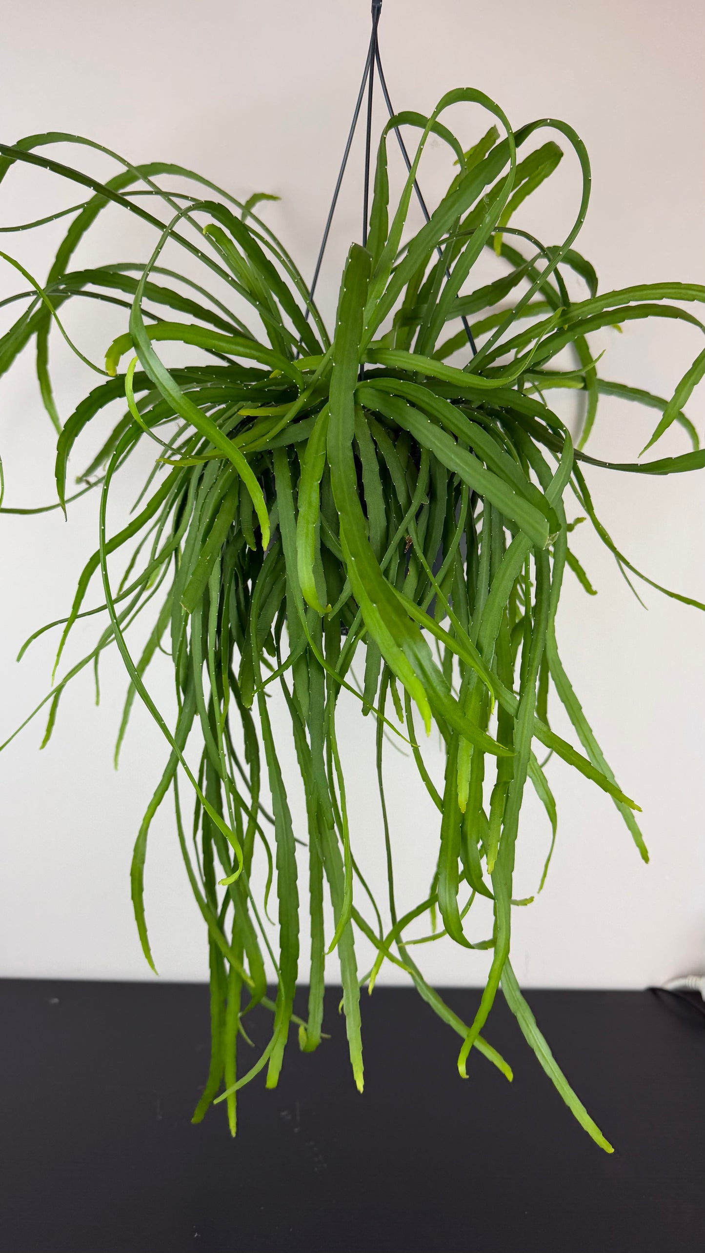 Lepismium Bolivianum
