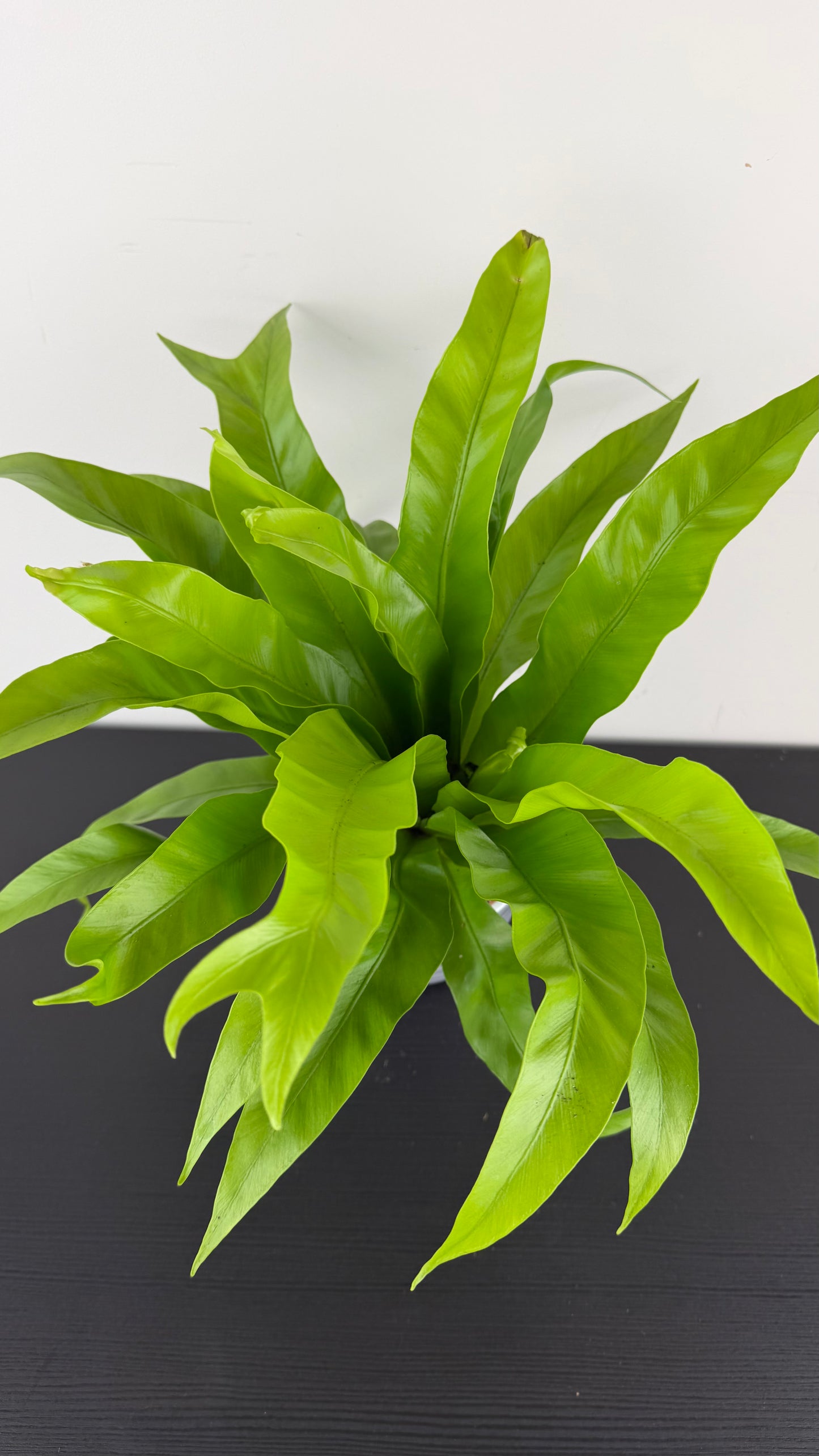 Asplenium Antiquum