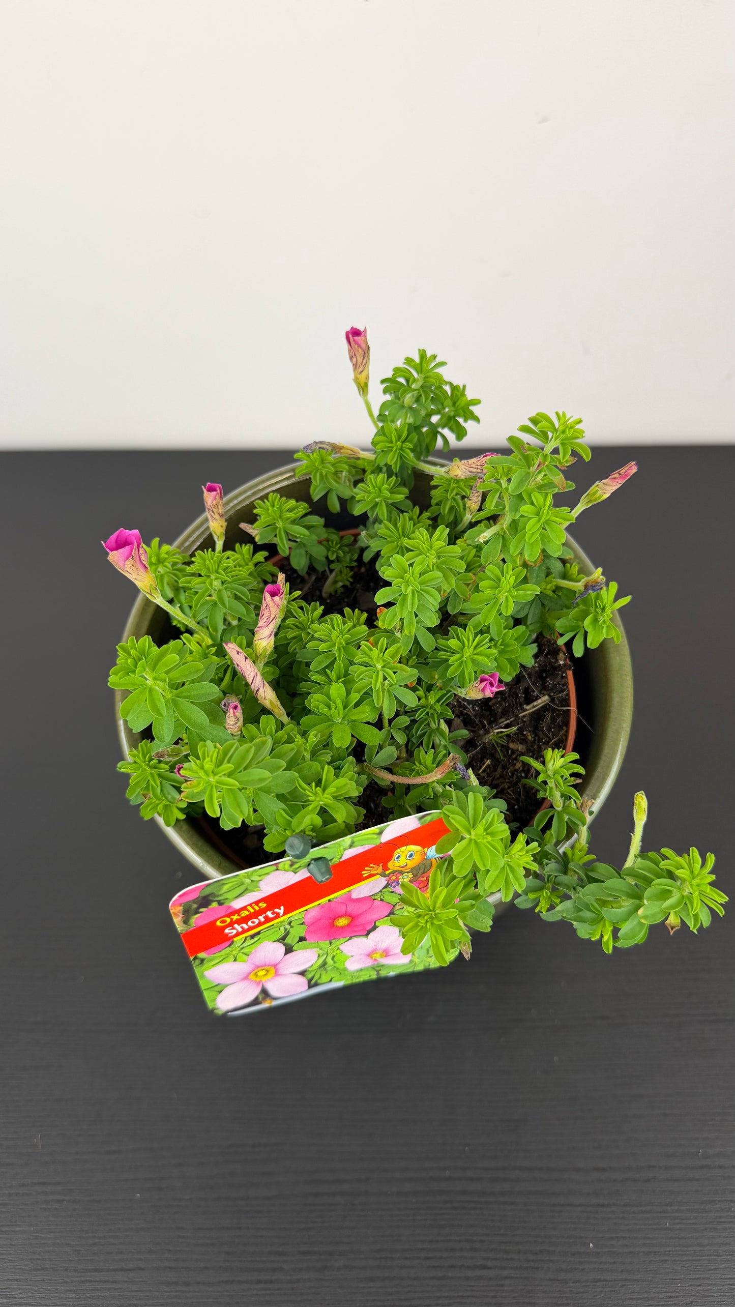 Oxalis Shorty