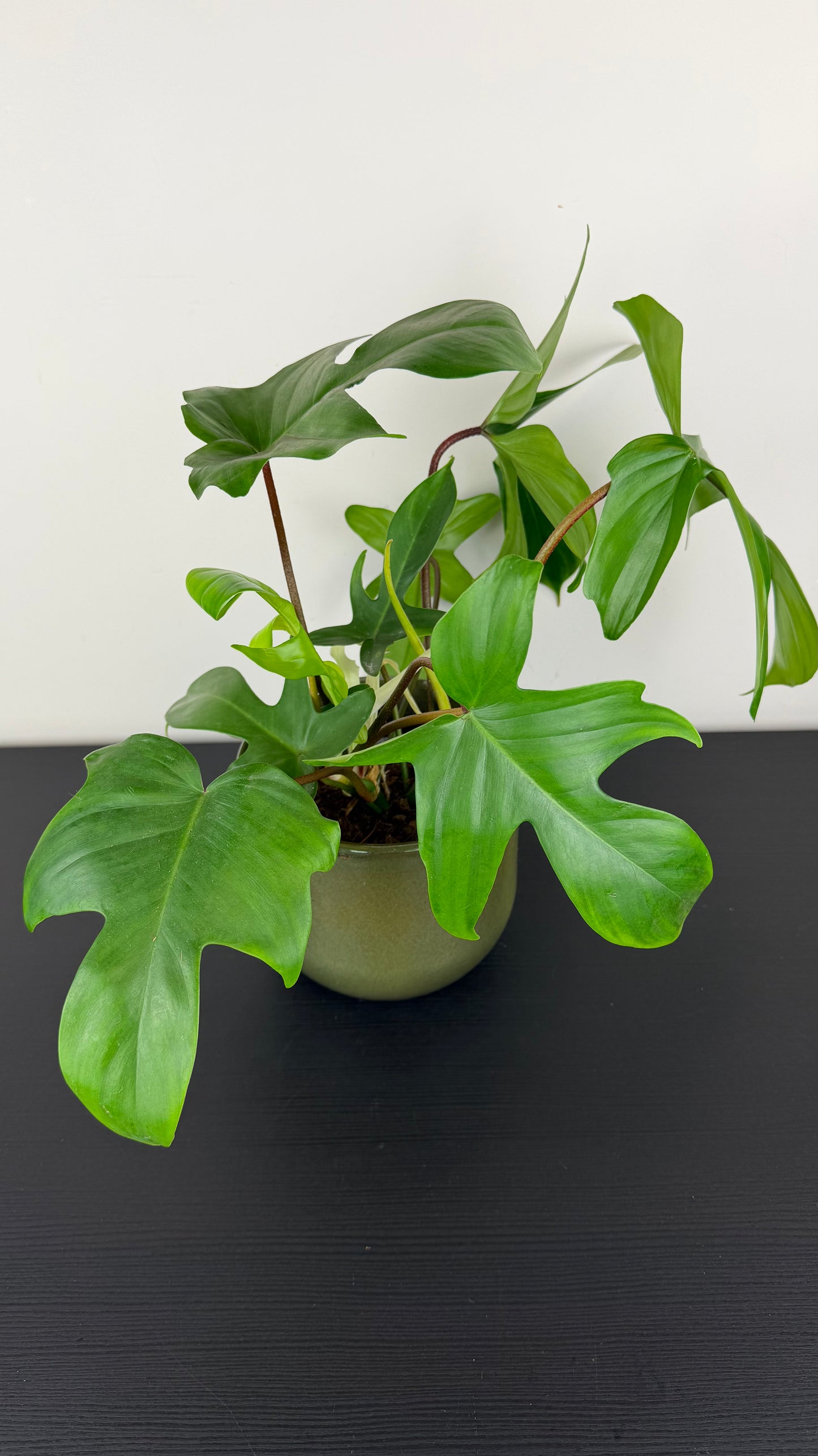 Philodendron Florida Green