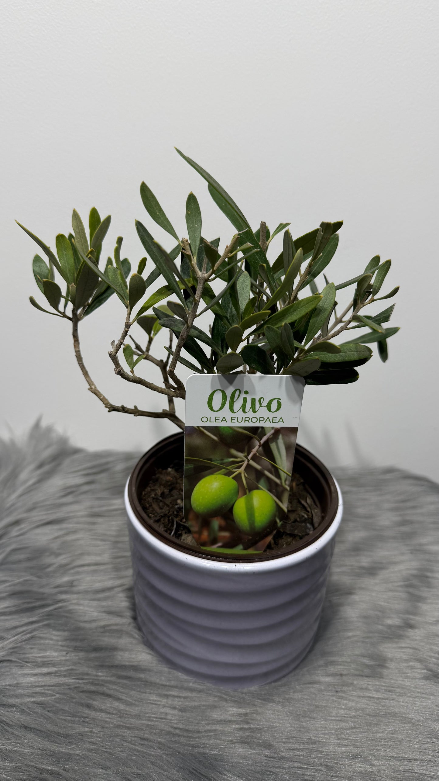 Olea Europaea